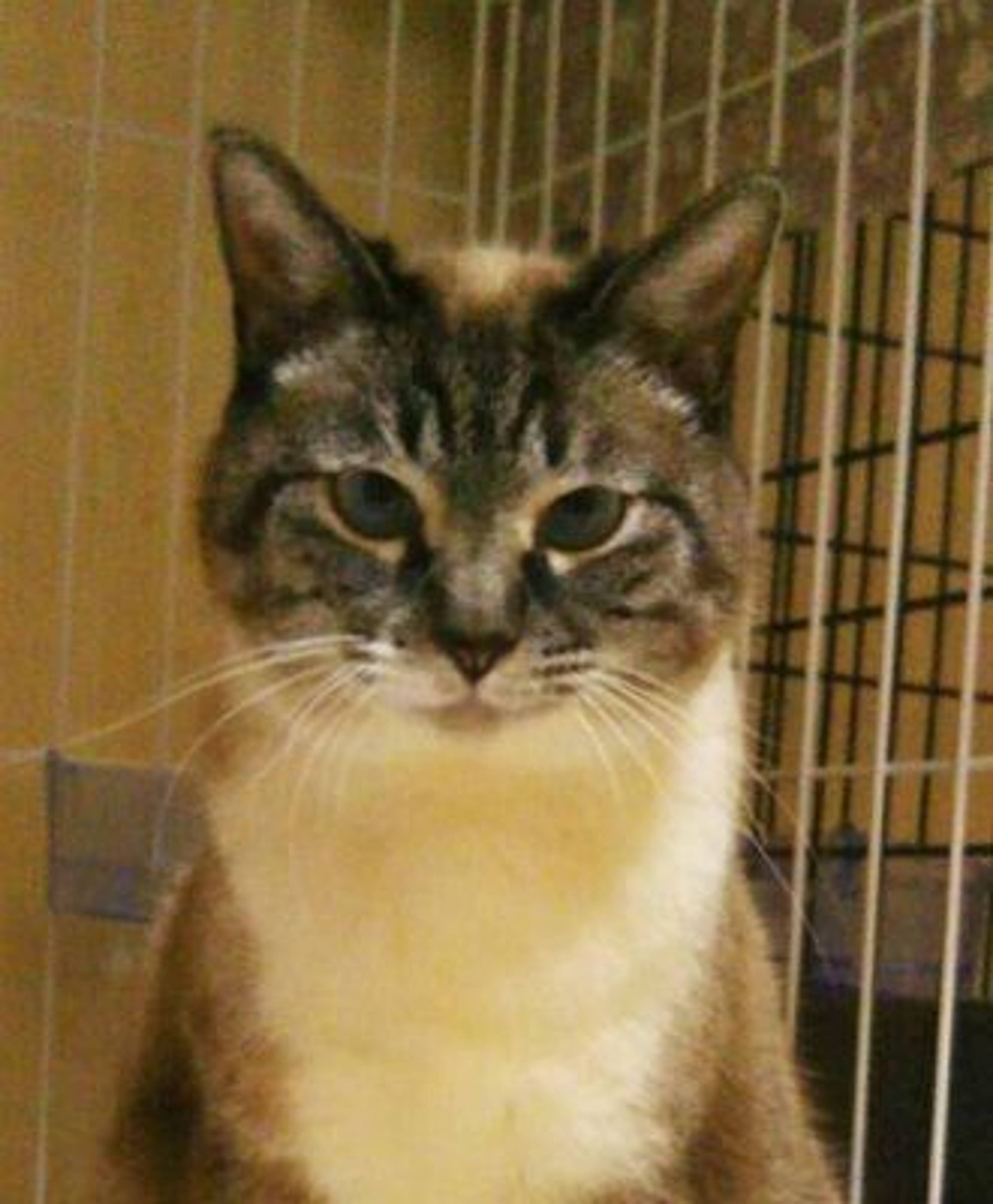 シャム・メスの里親募集の写真