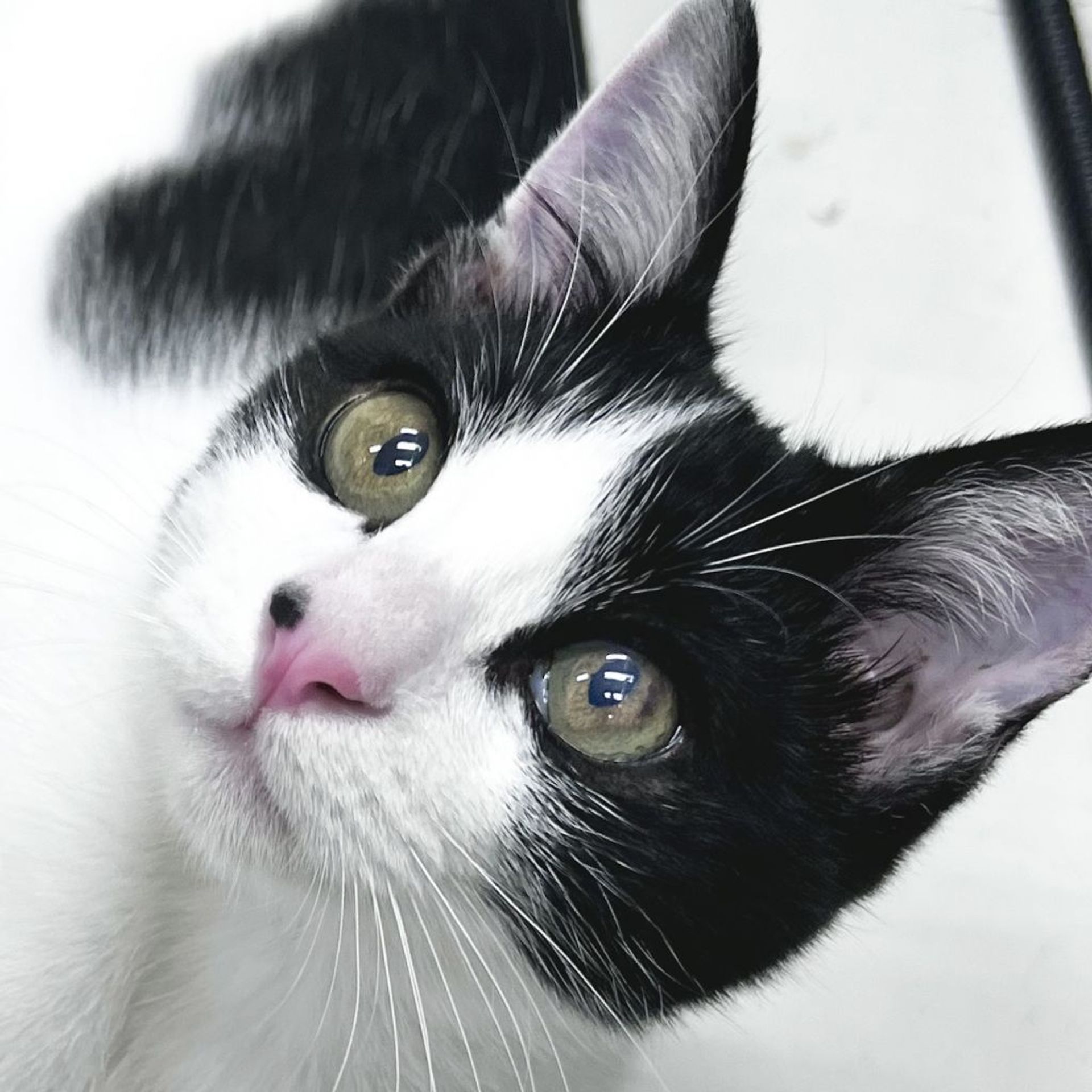 雑種（ミックス猫）・オスの里親募集の写真