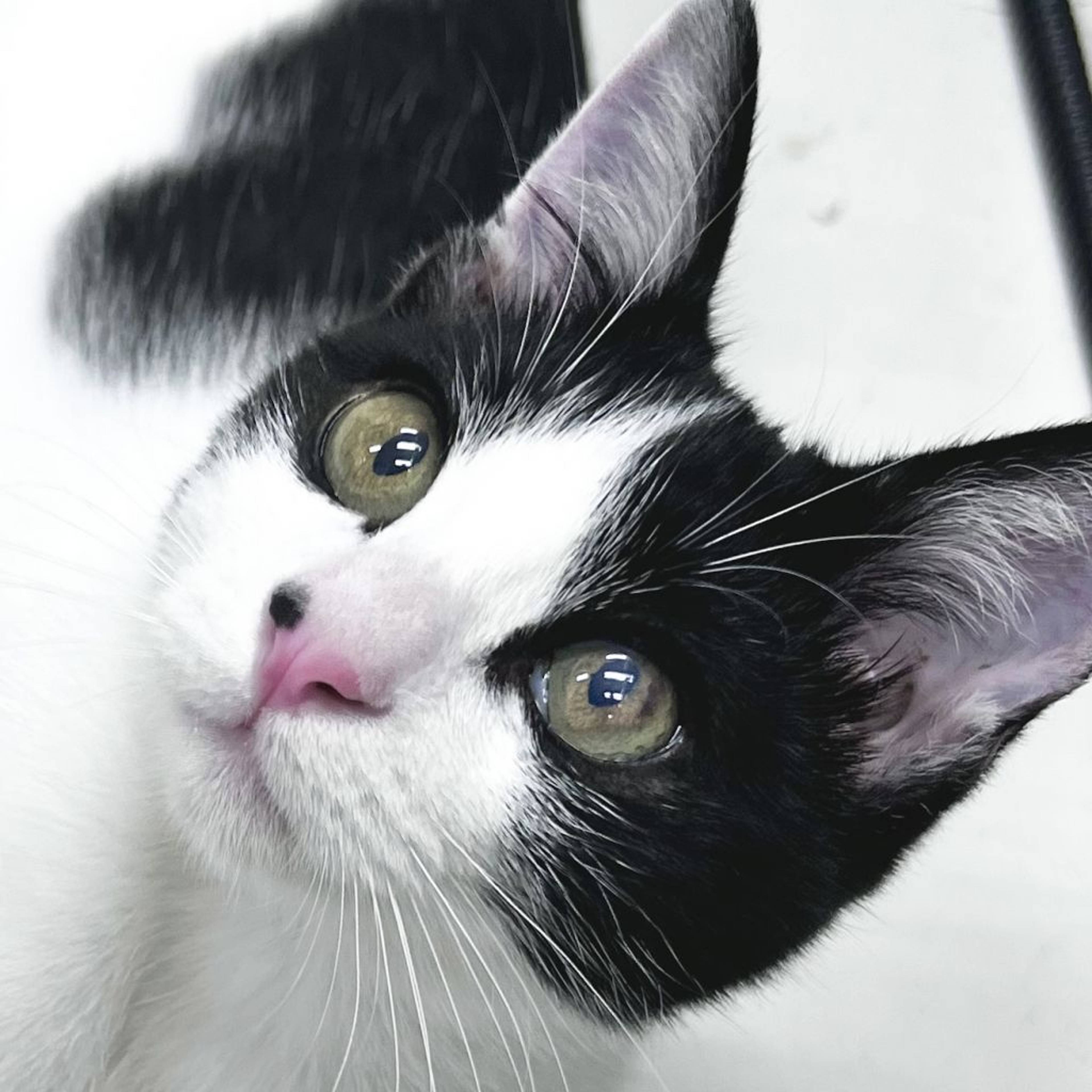 雑種（ミックス猫）・オスの里親募集の写真