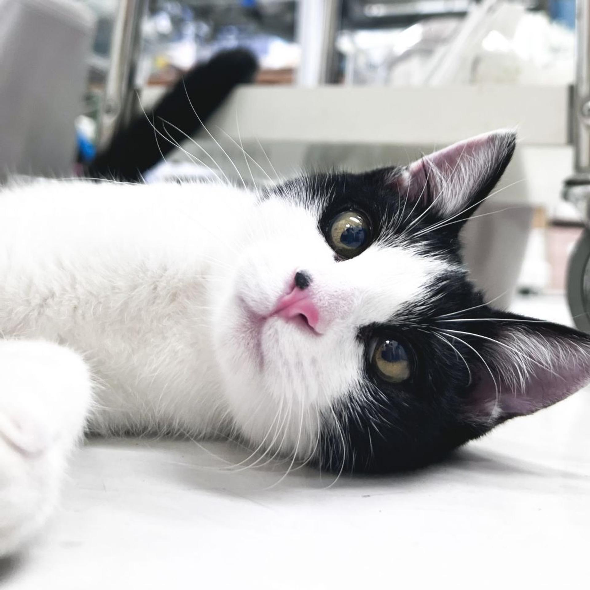 pet-image-2