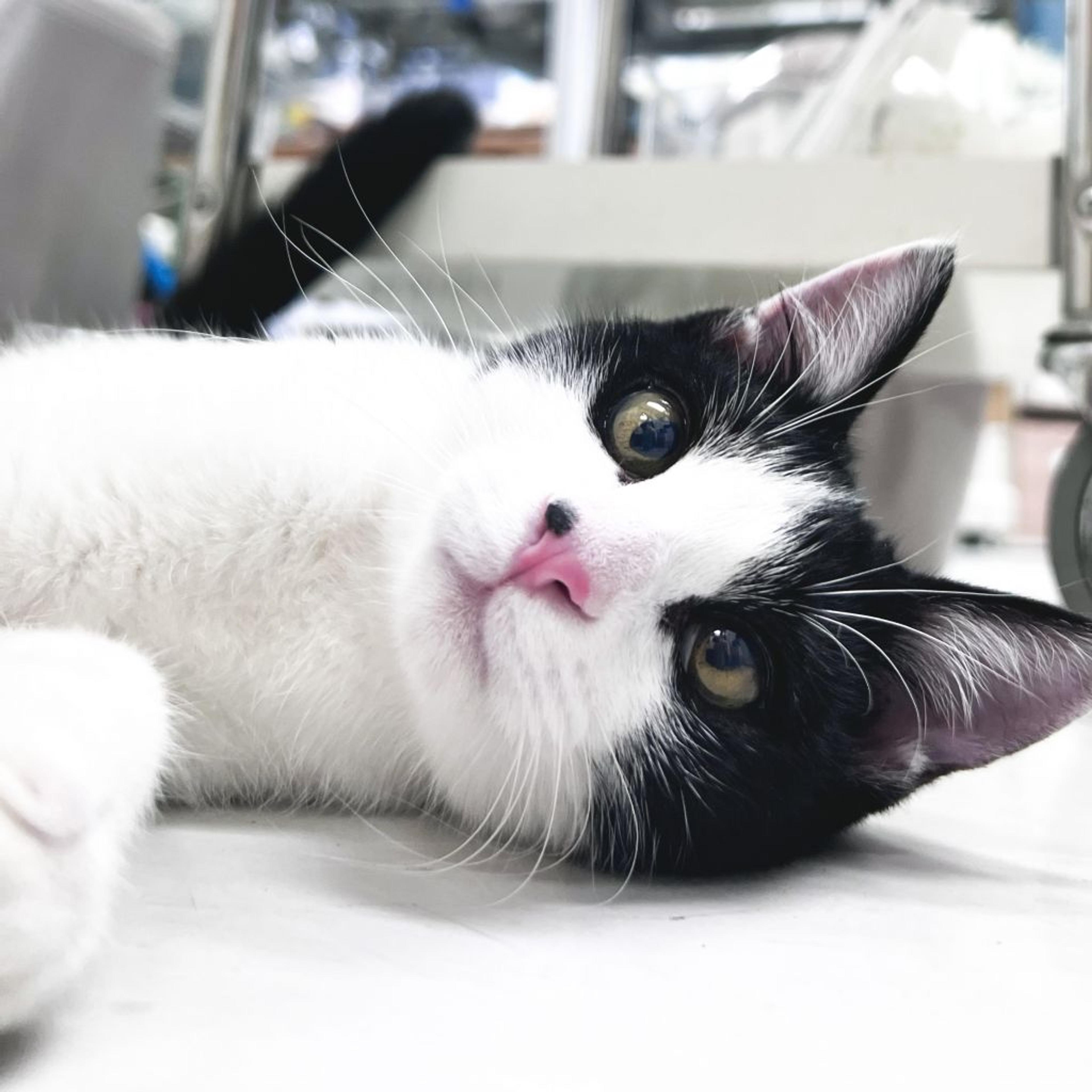 pet-image-2
