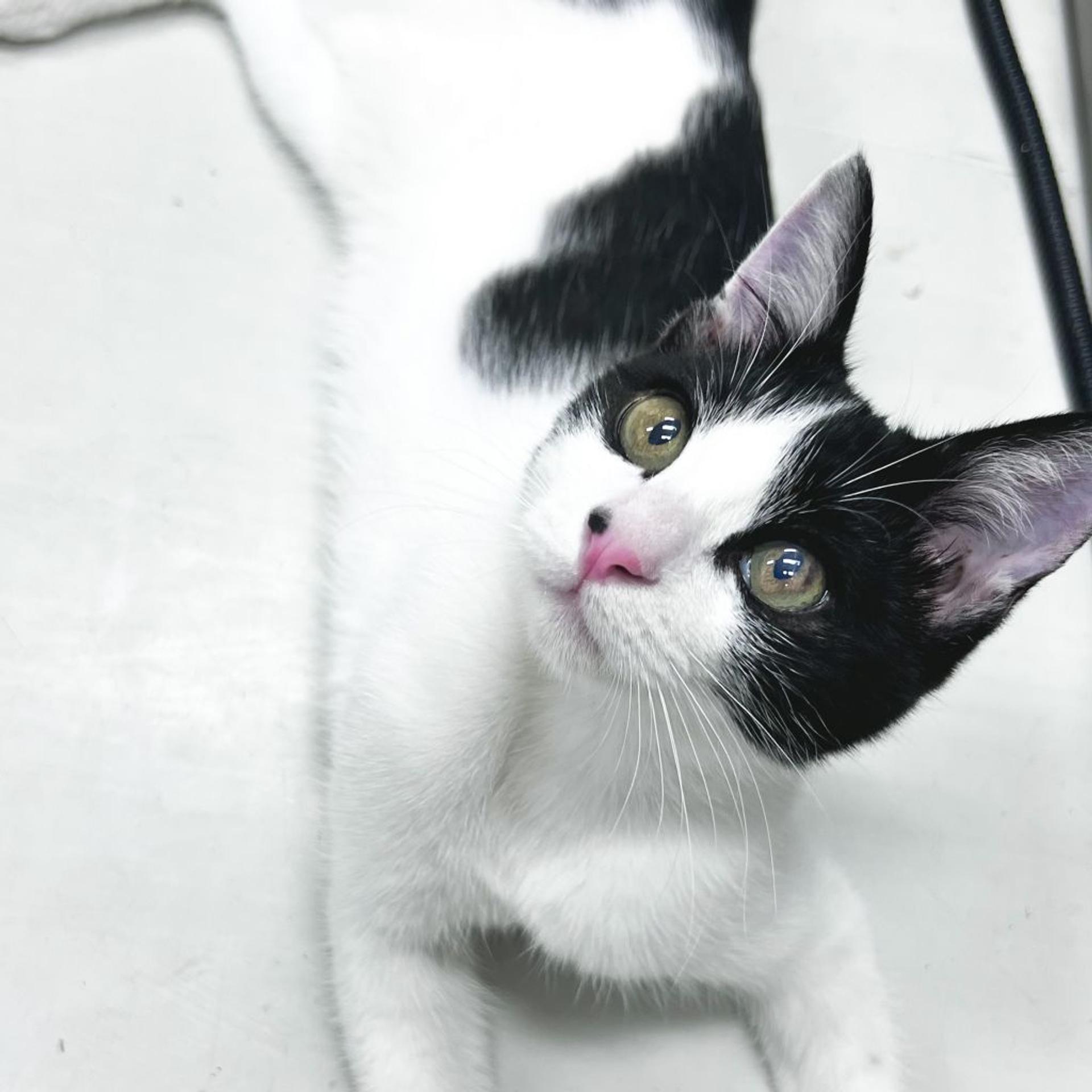 pet-image-3