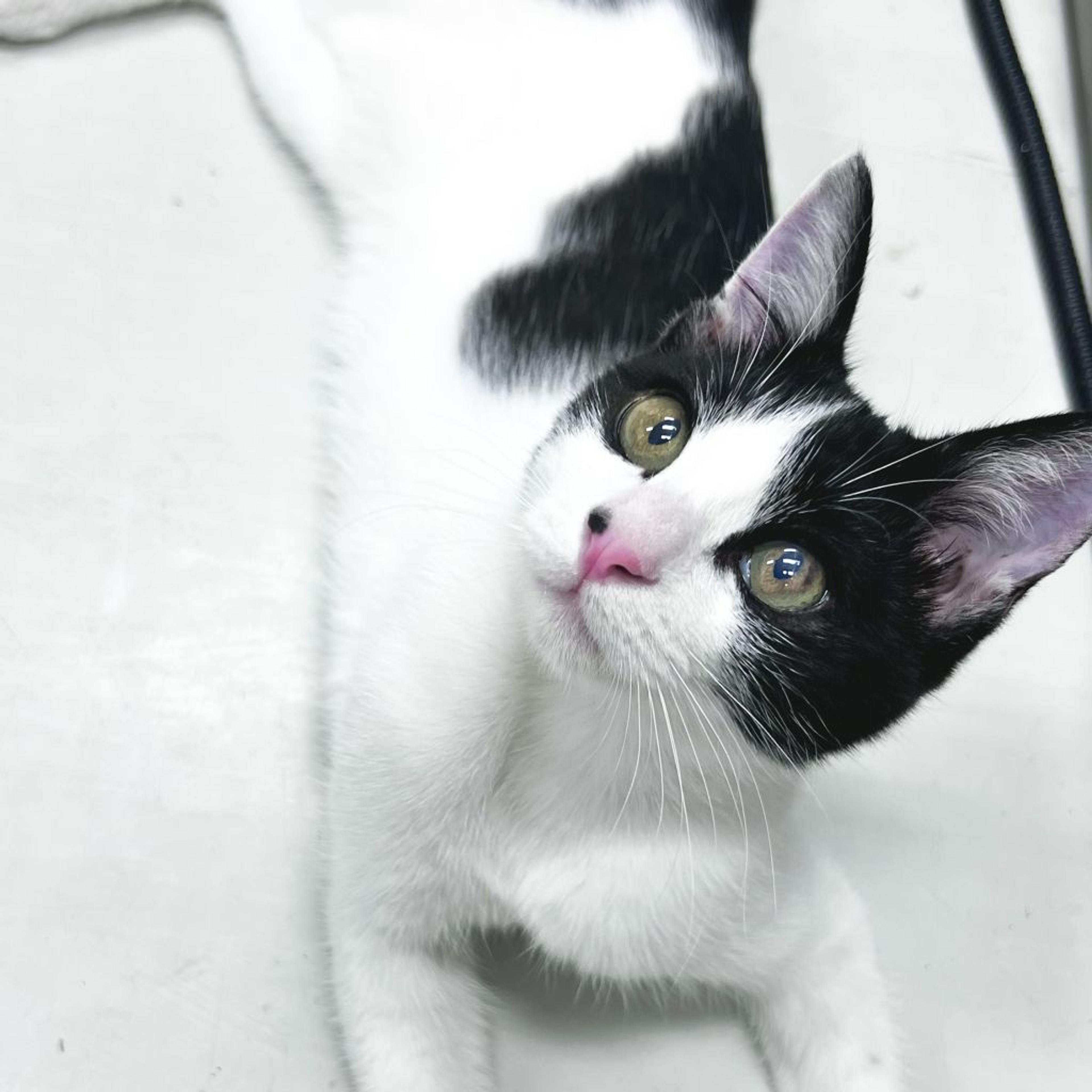 pet-image-3