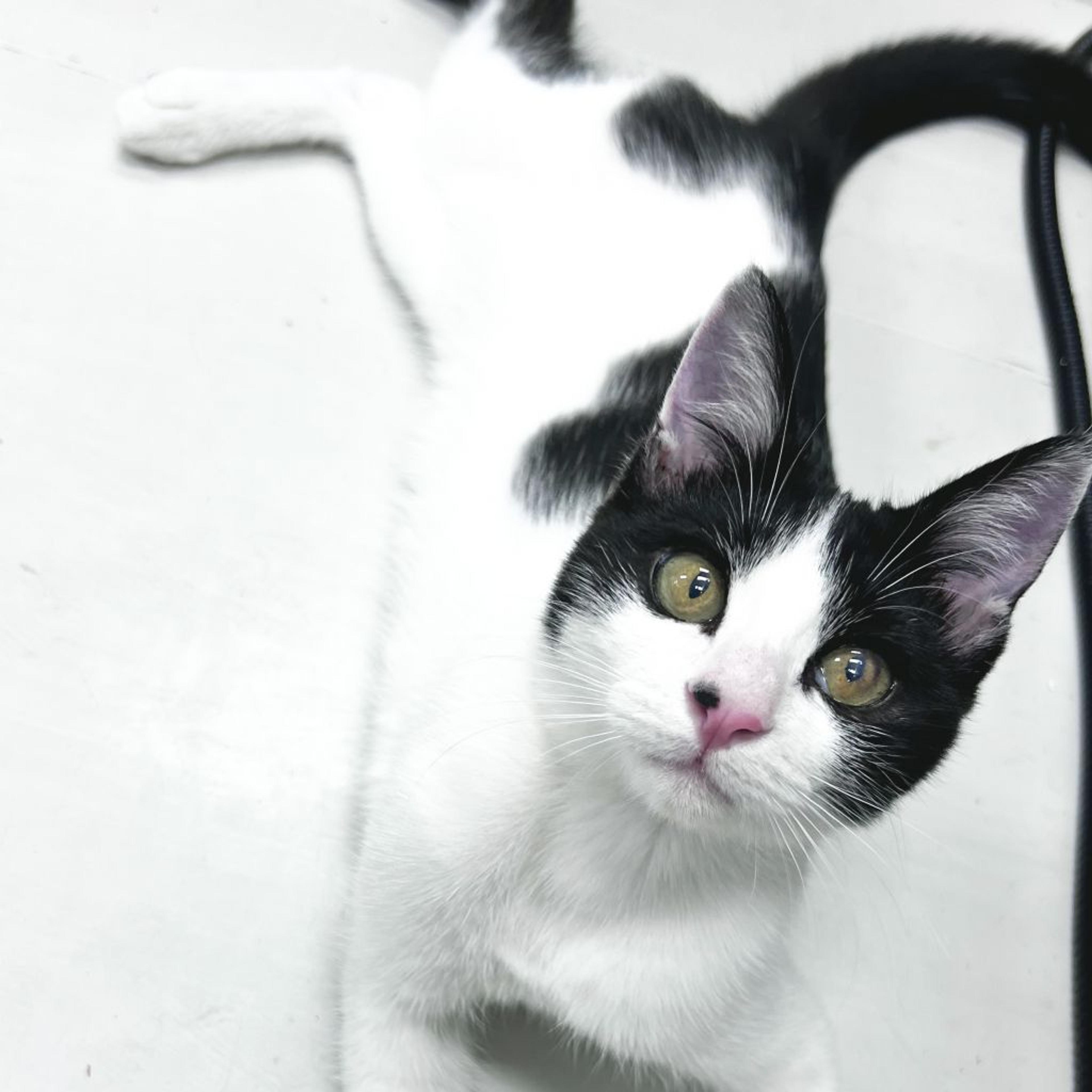 pet-image-4