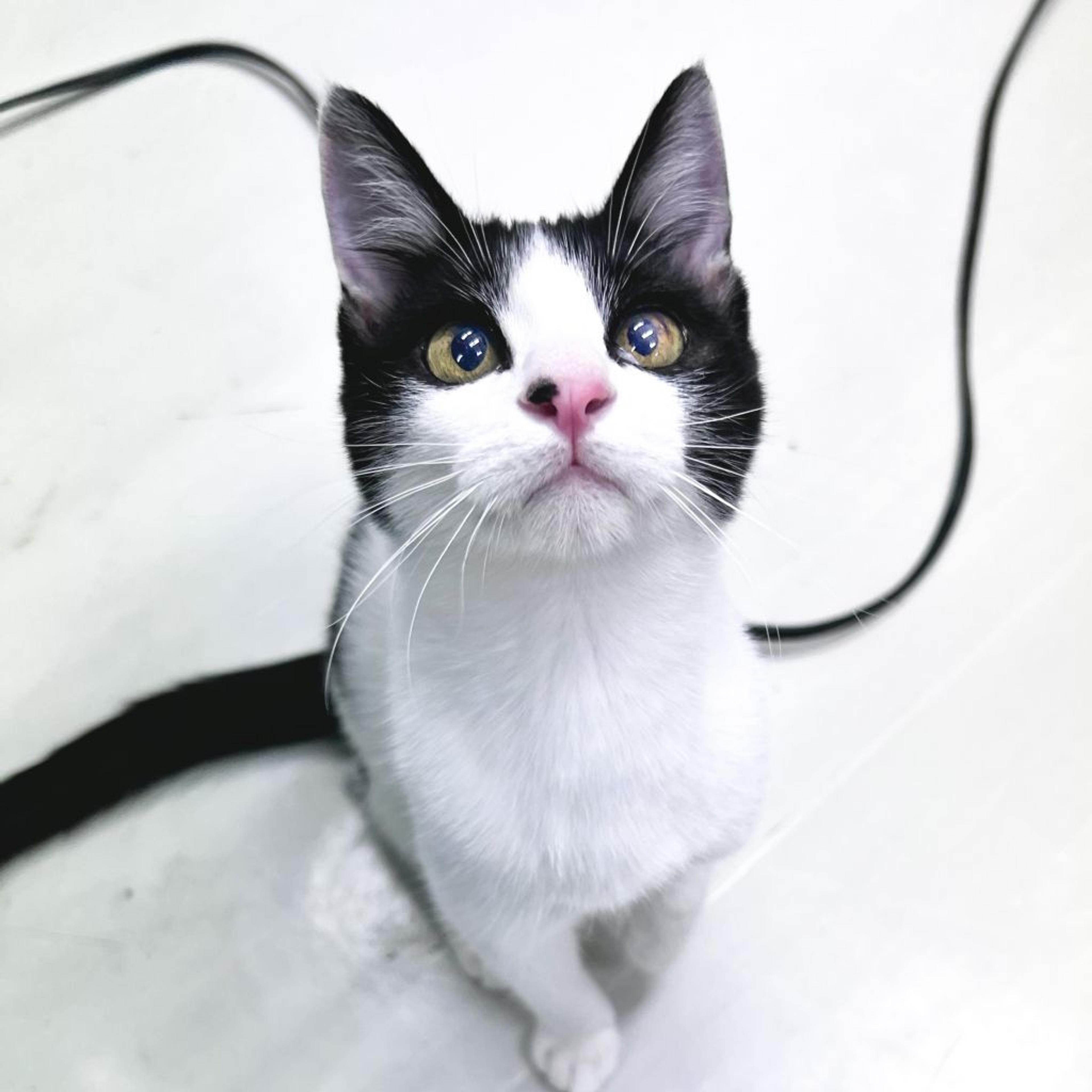 pet-image-5