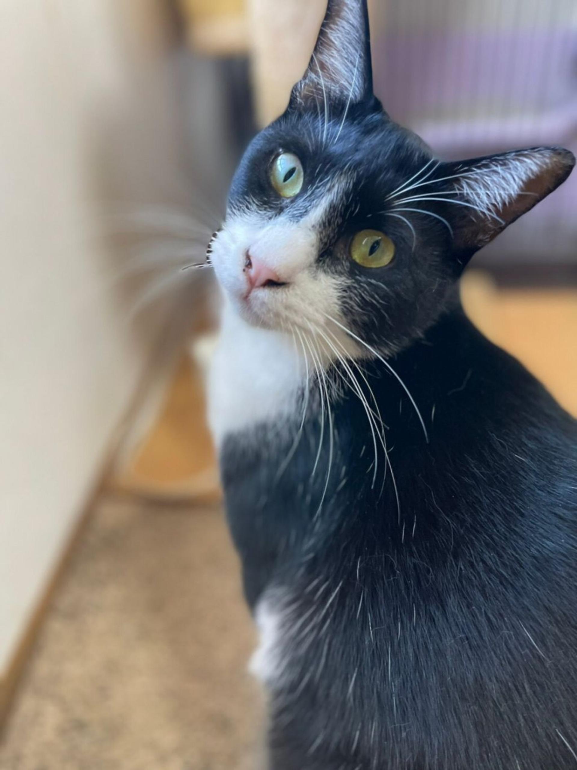 pet-image-5