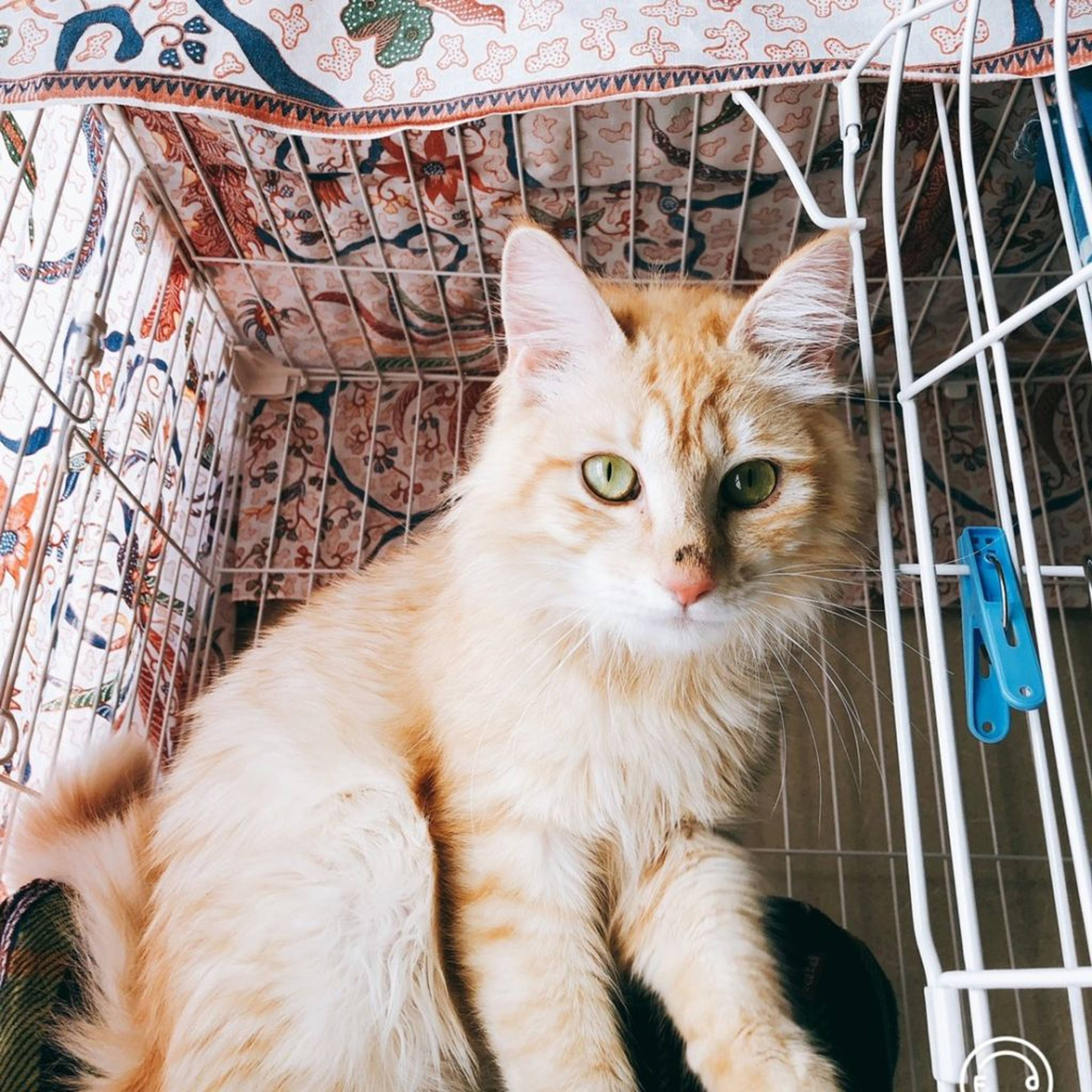 雑種（ミックス猫）・オスの里親募集の写真