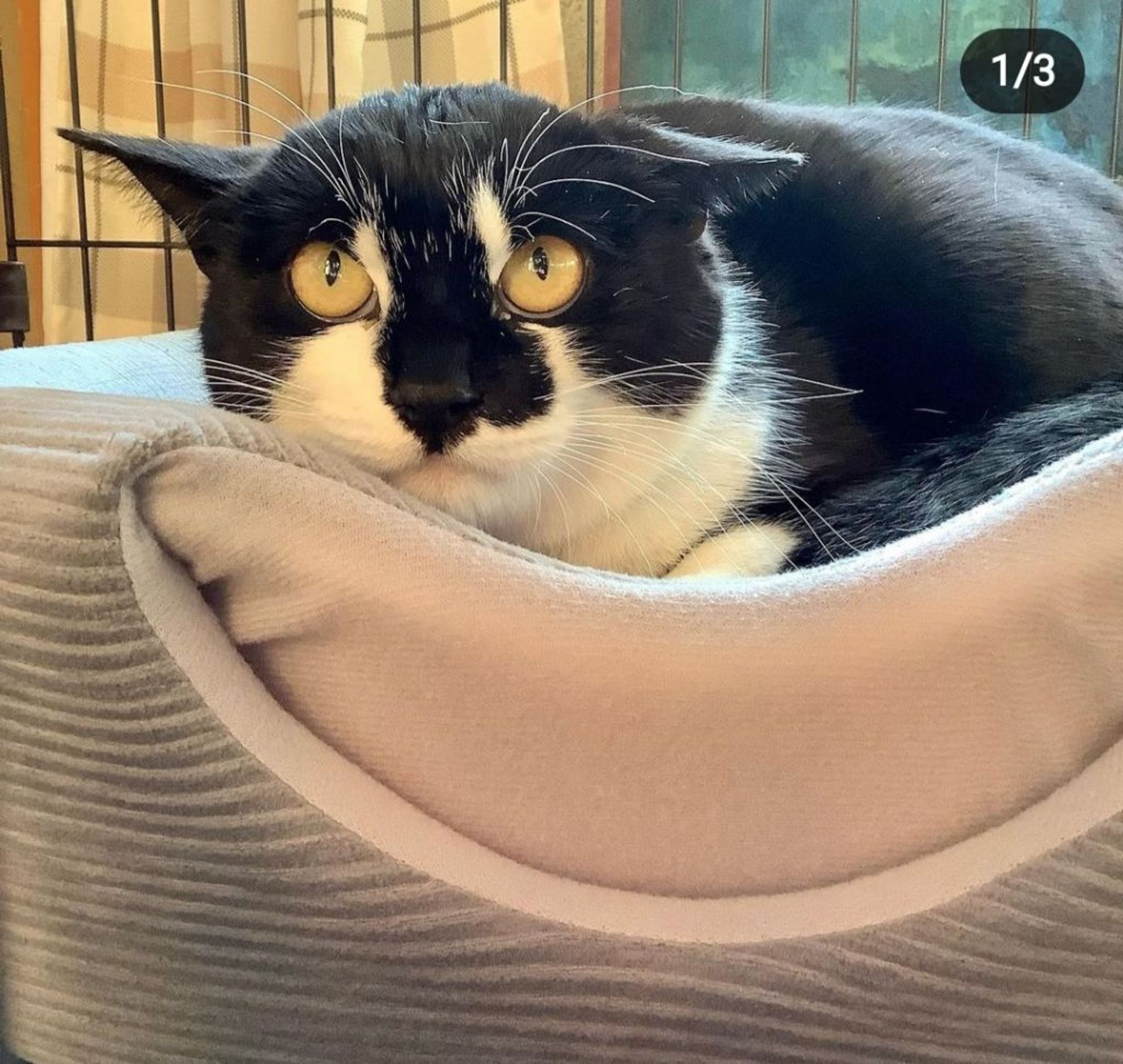 雑種（ミックス猫）・オスの里親募集の写真