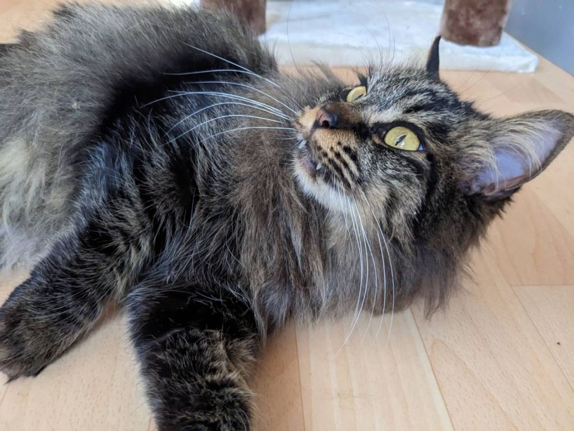 雑種（ミックス猫）・メスの里親募集の写真