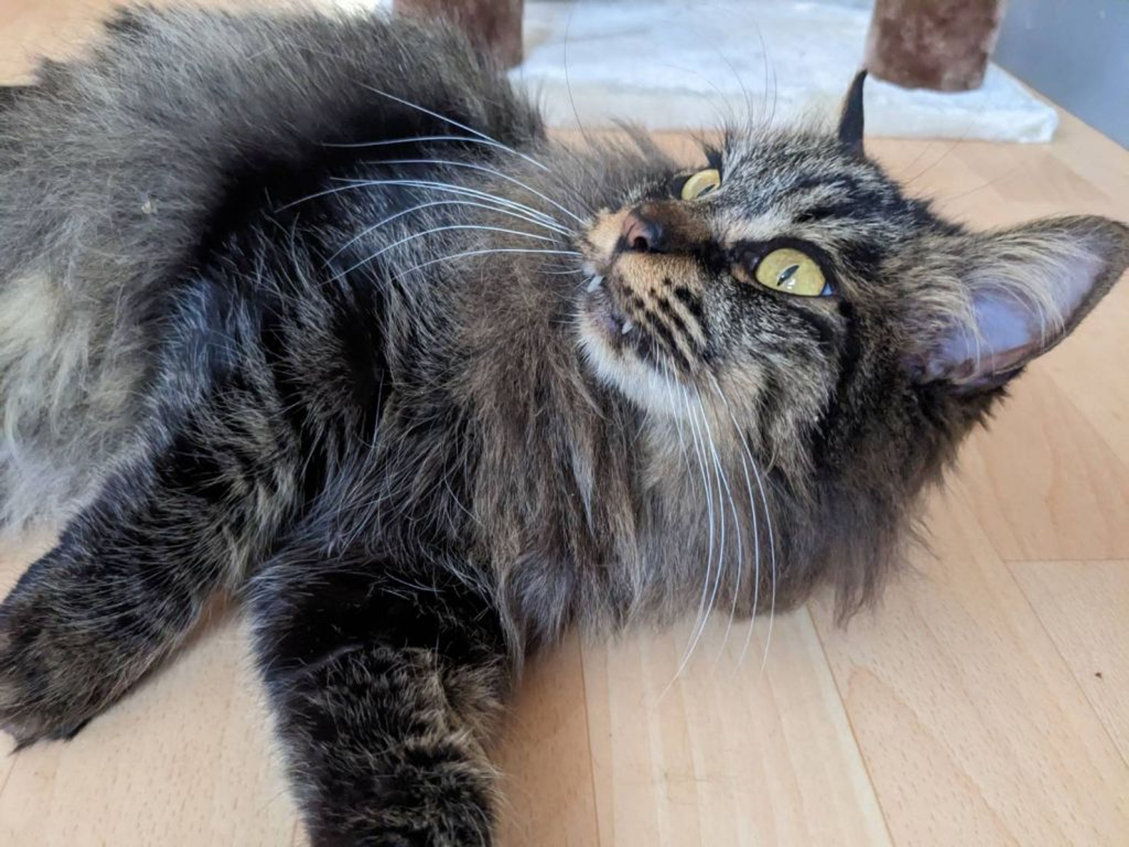 雑種（ミックス猫）・メスの里親募集の写真