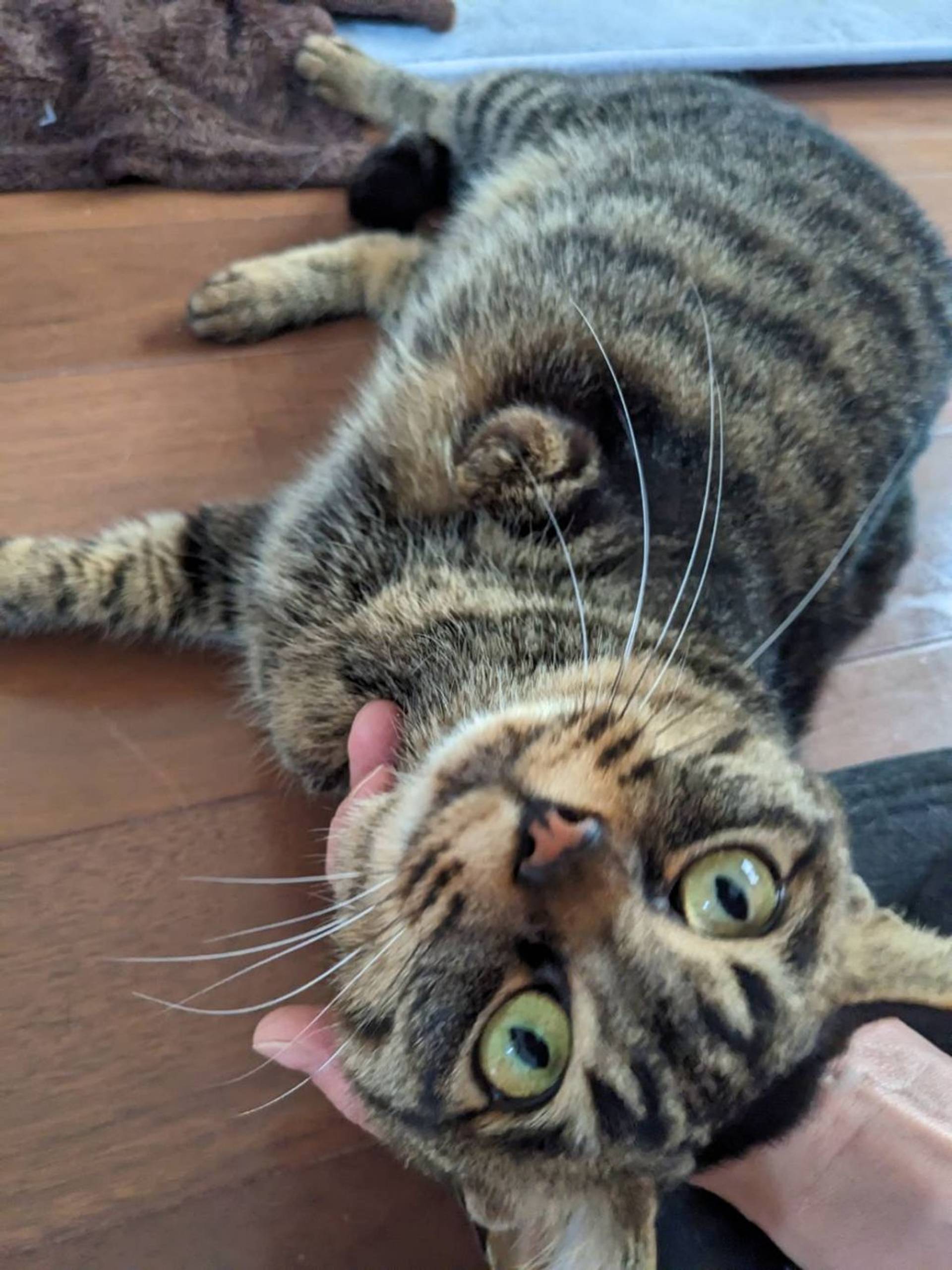 雑種（ミックス猫）・メスの里親募集の写真