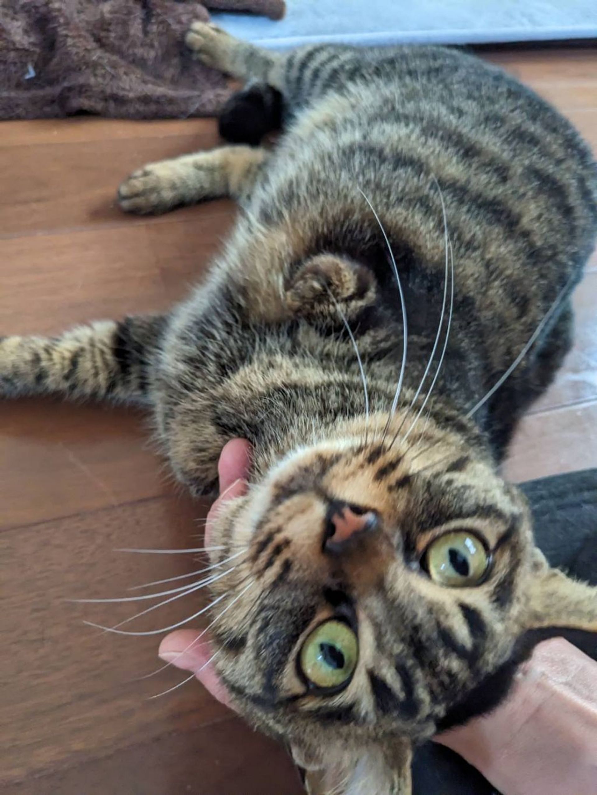 雑種（ミックス猫）・メスの里親募集の写真