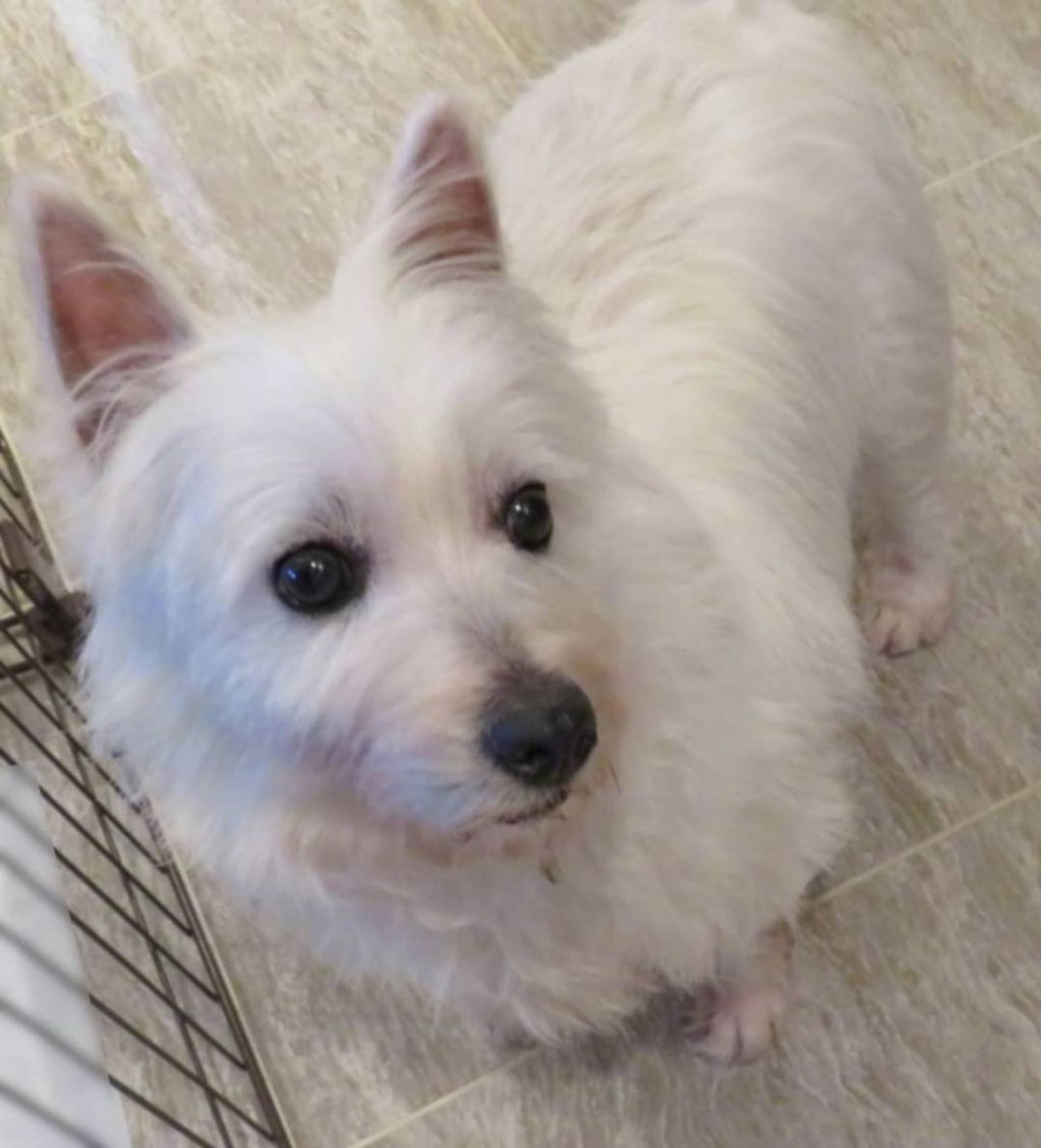 pet-image-2