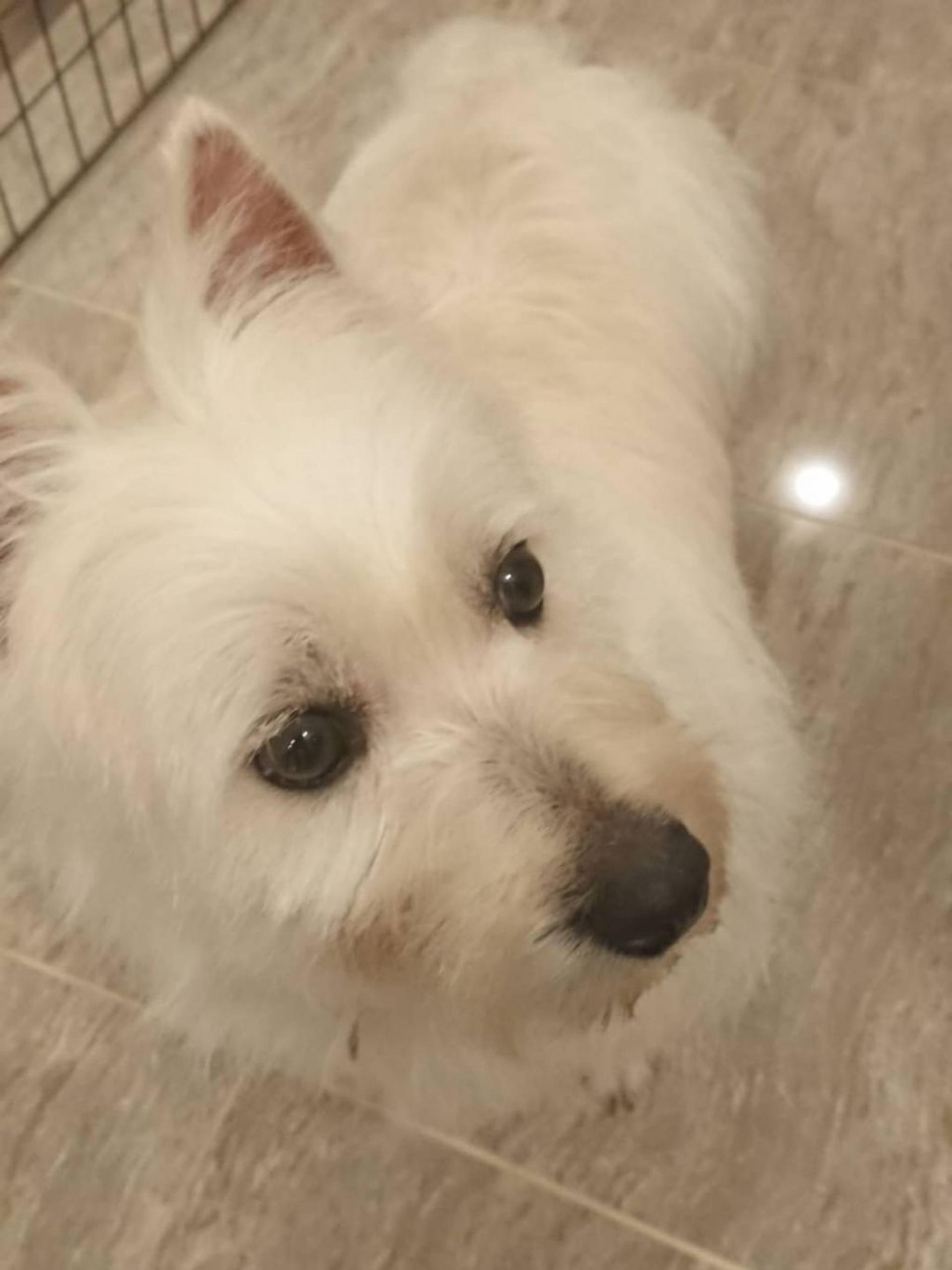 pet-image-3