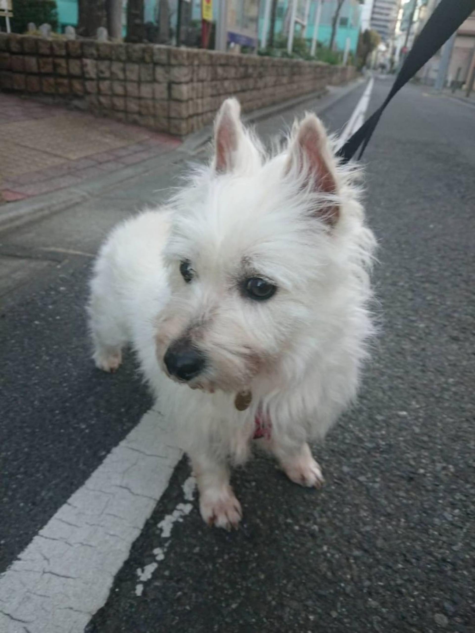 pet-image-5