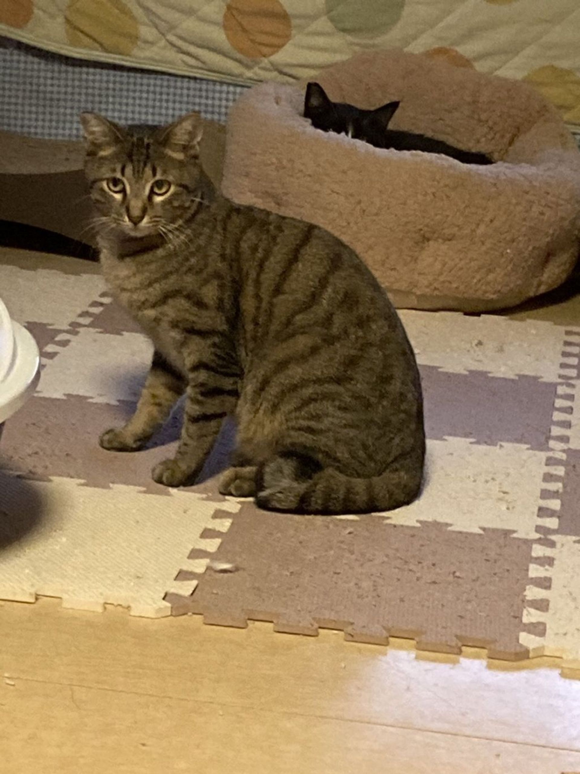 雑種（ミックス猫）・オスの里親募集の写真