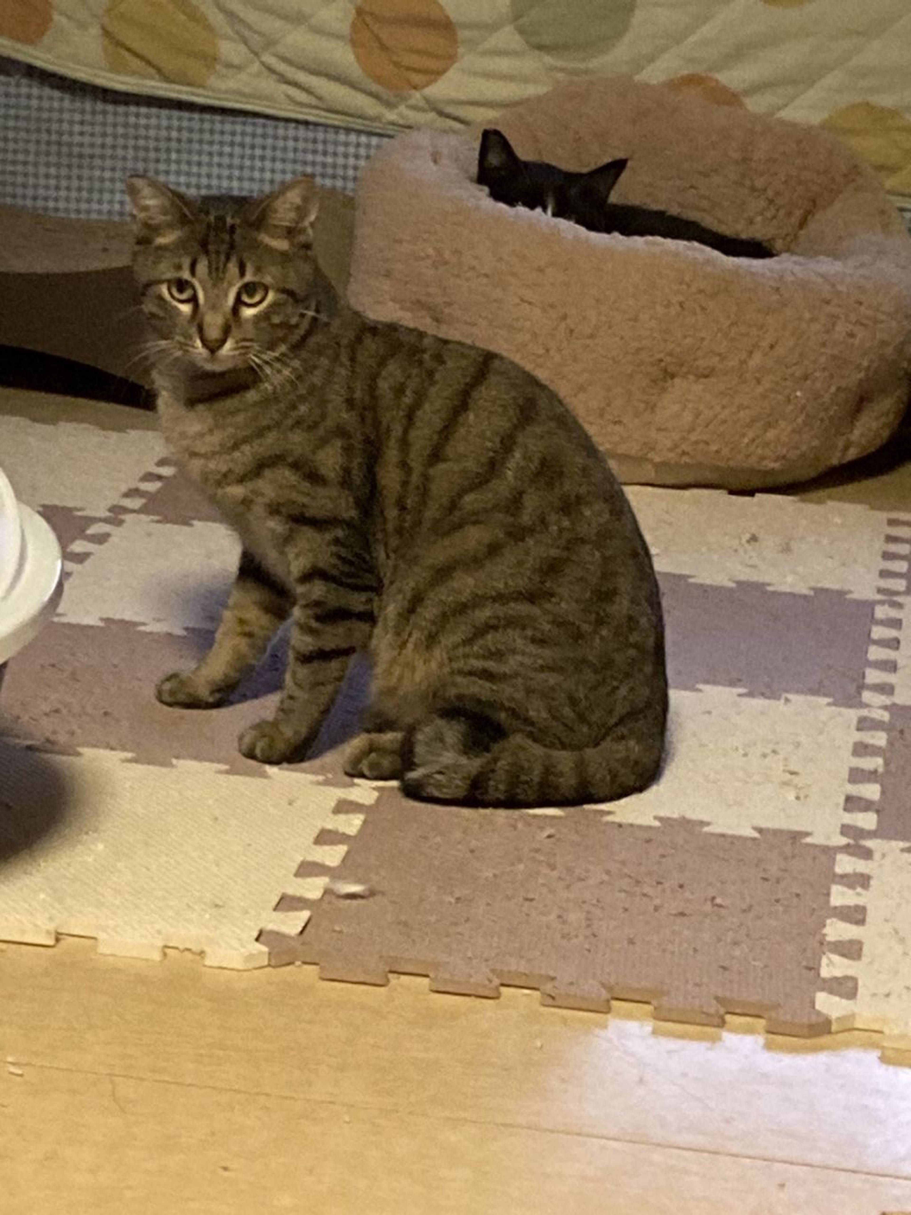 雑種（ミックス猫）・オスの里親募集の写真