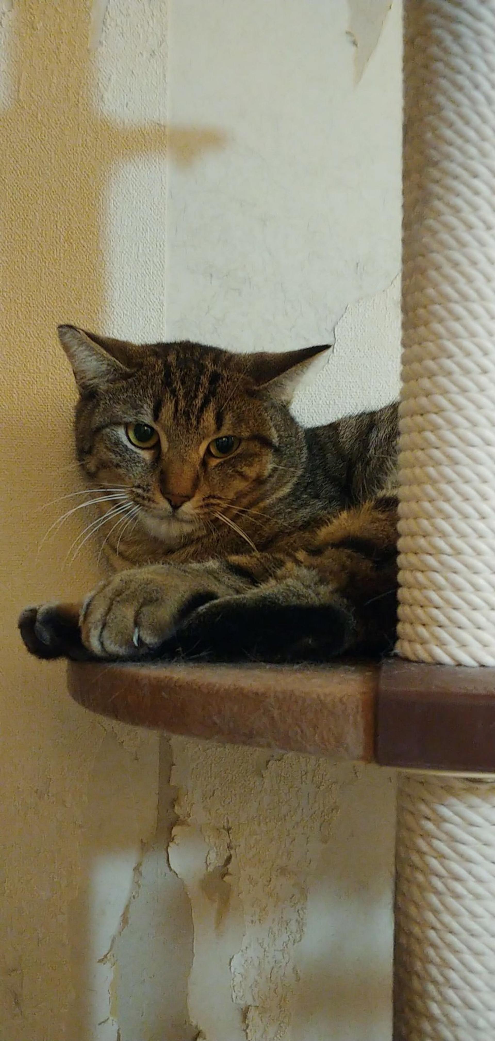 pet-image-3