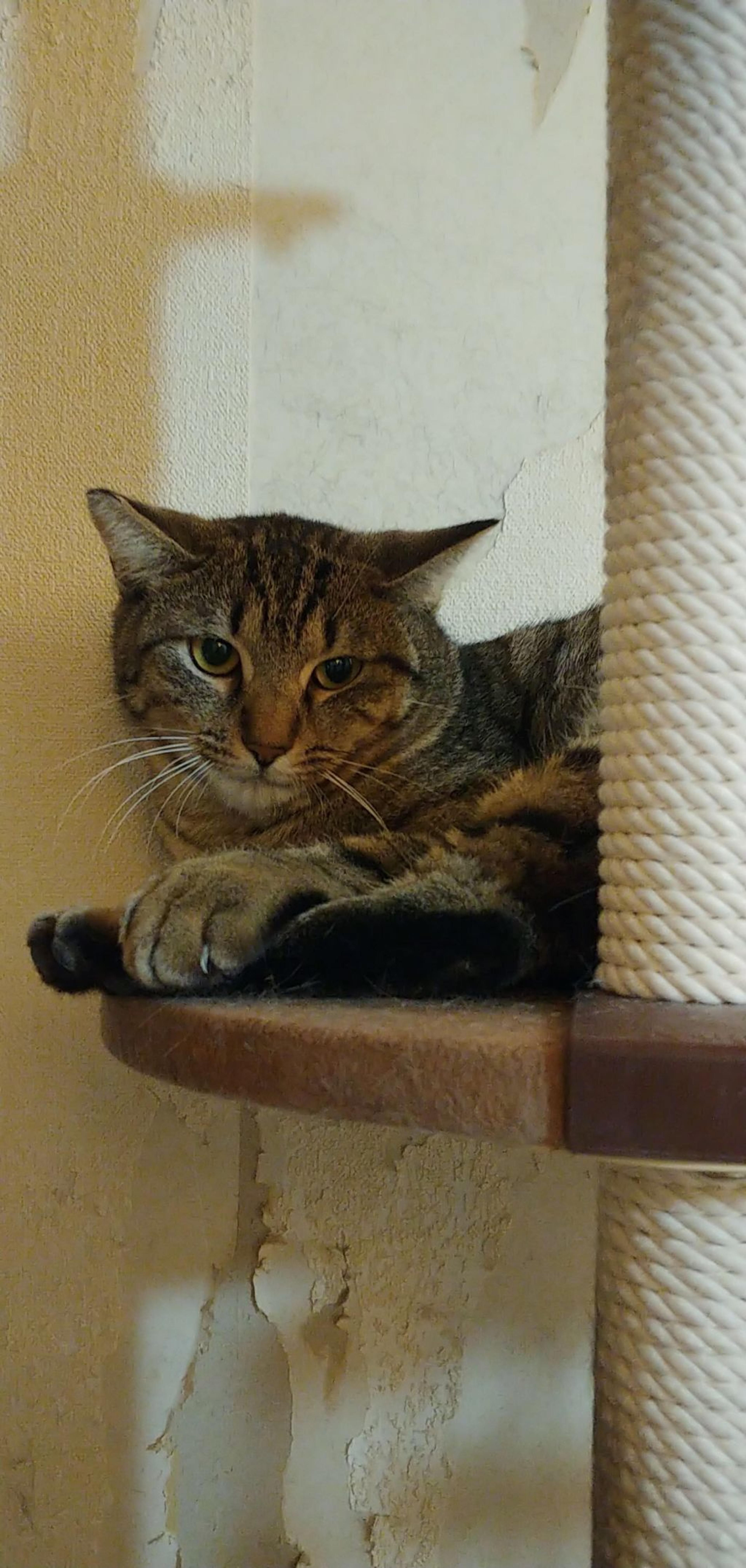 pet-image-3
