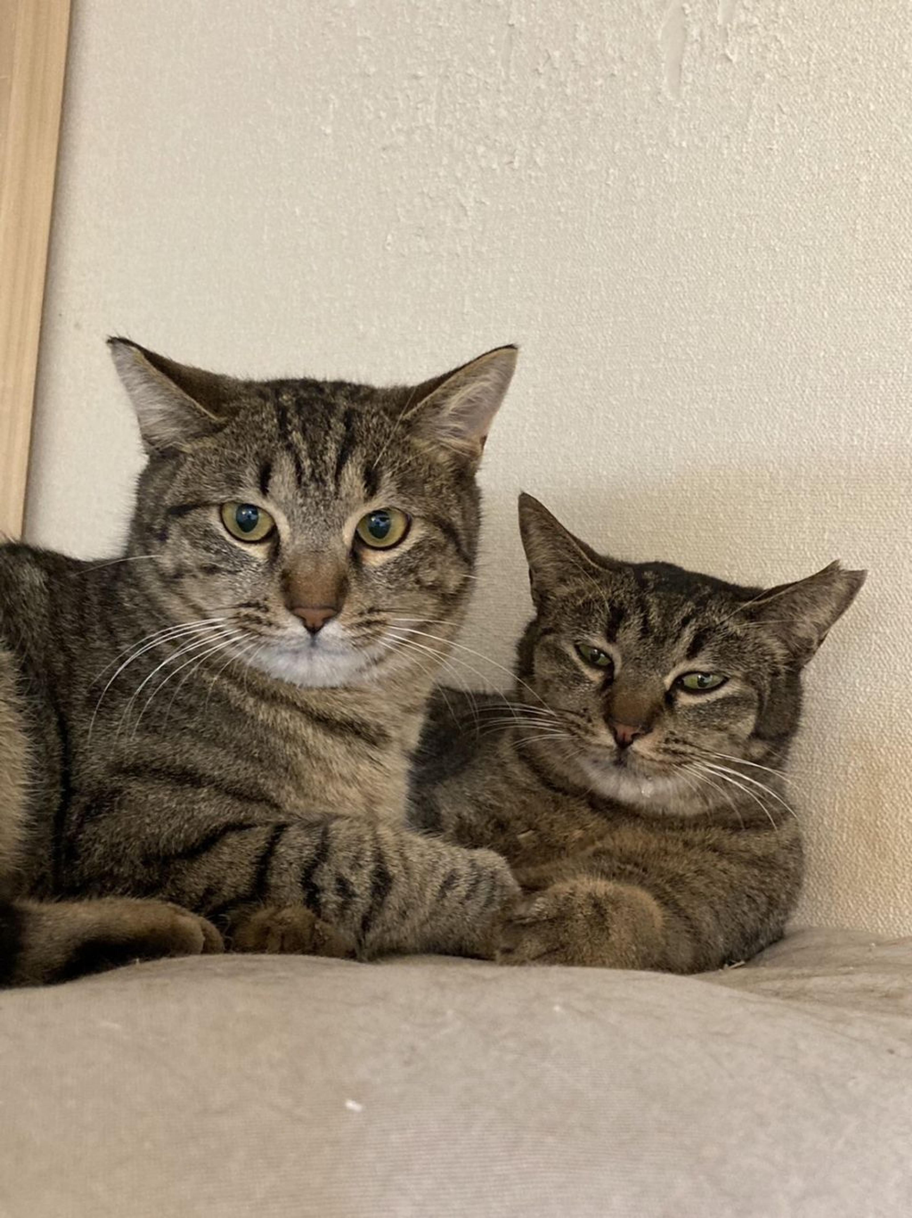 pet-image-5