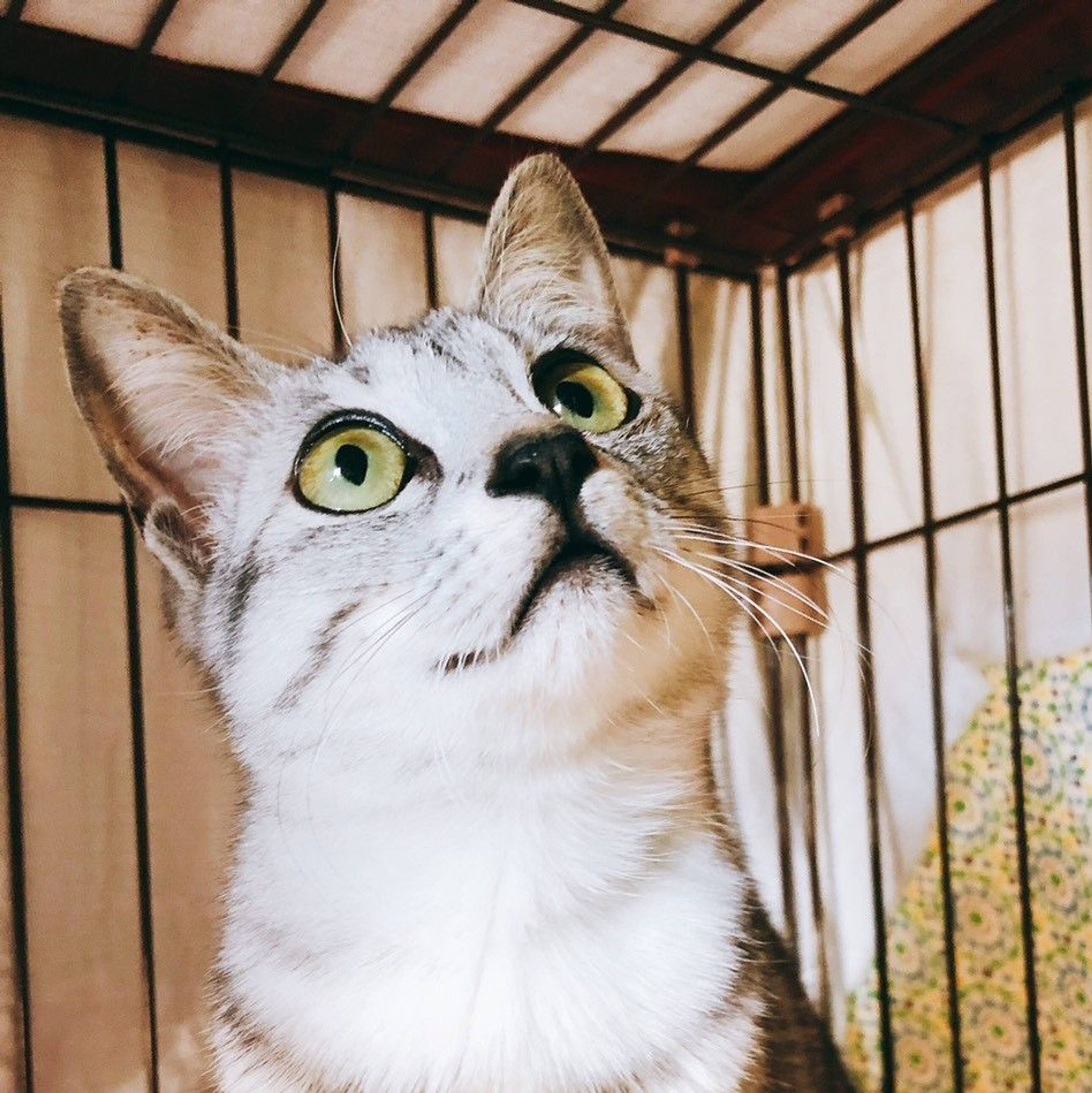 雑種（ミックス猫）・メスの里親募集の写真
