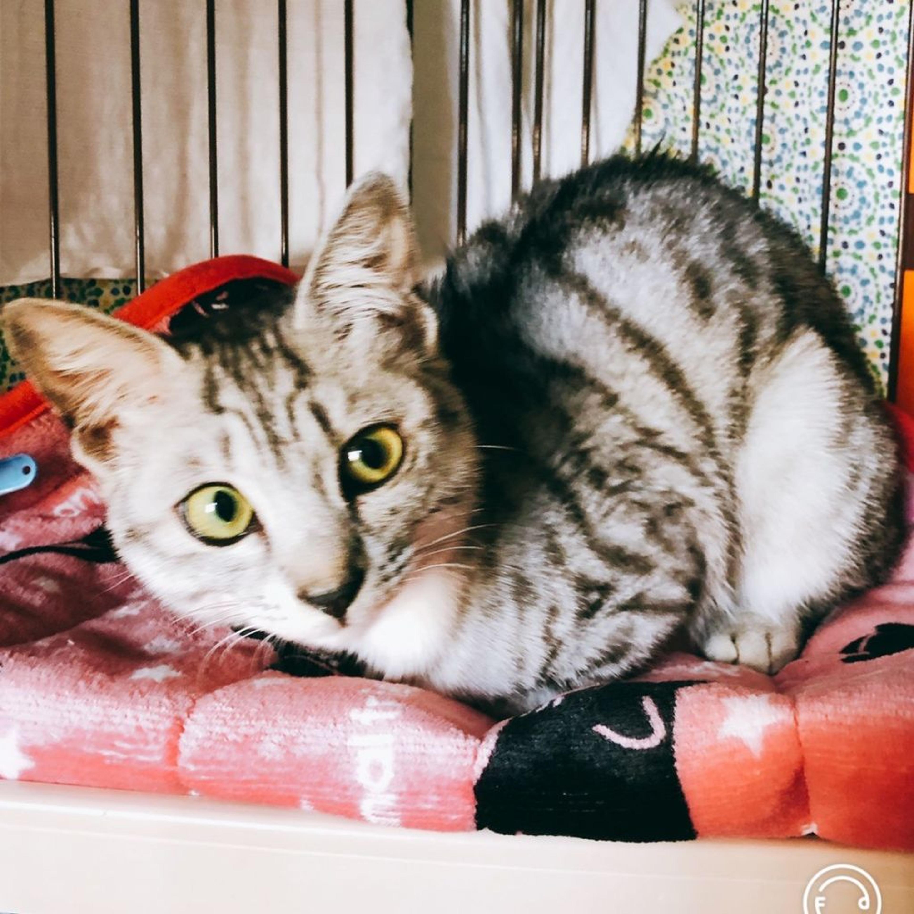 pet-image-2