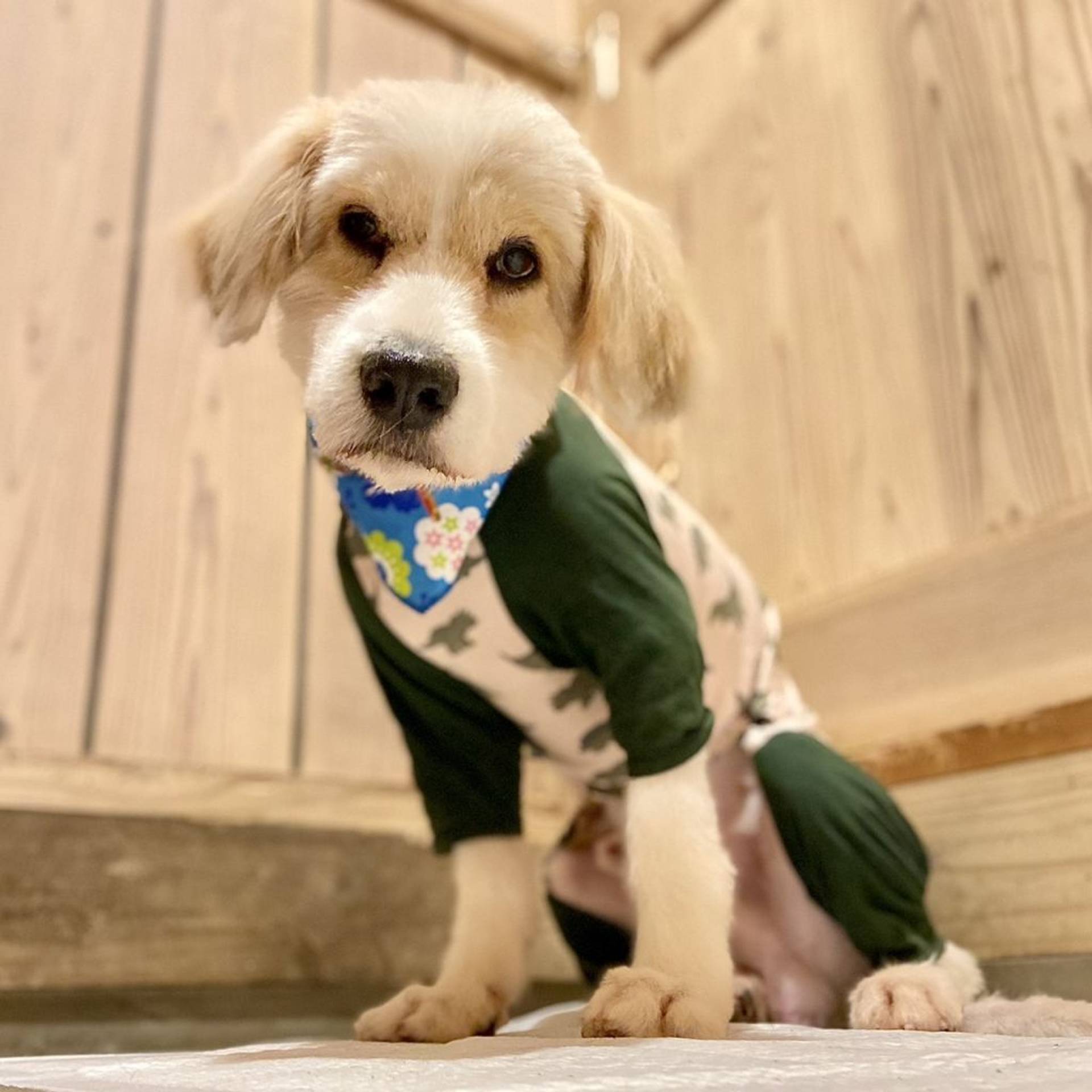 雑種（ミックス犬）・オスの里親募集の写真
