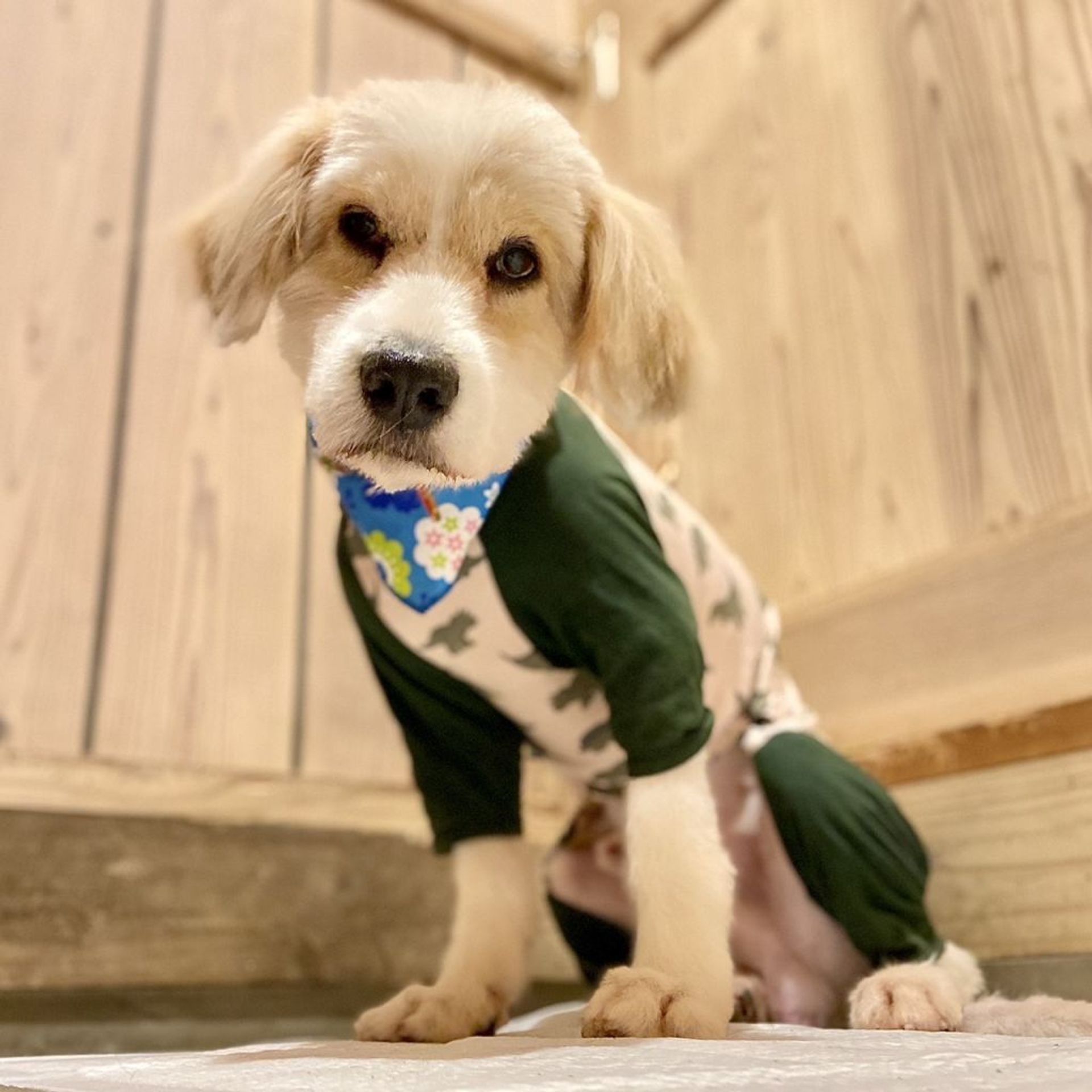 雑種（ミックス犬）・オスの里親募集の写真