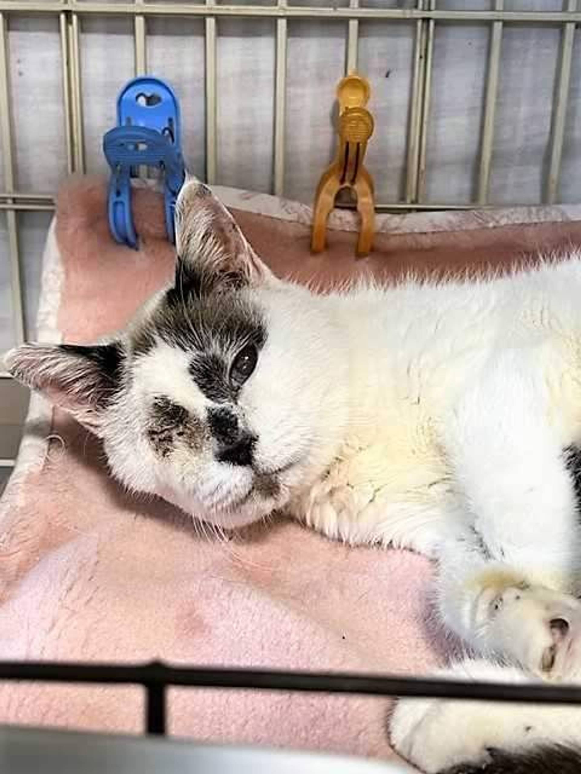 雑種（ミックス猫）・オスの里親募集の写真