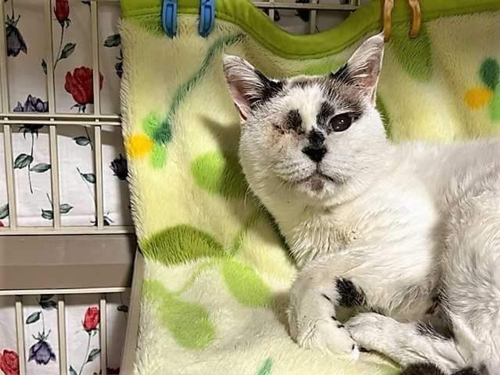 pet-image-7