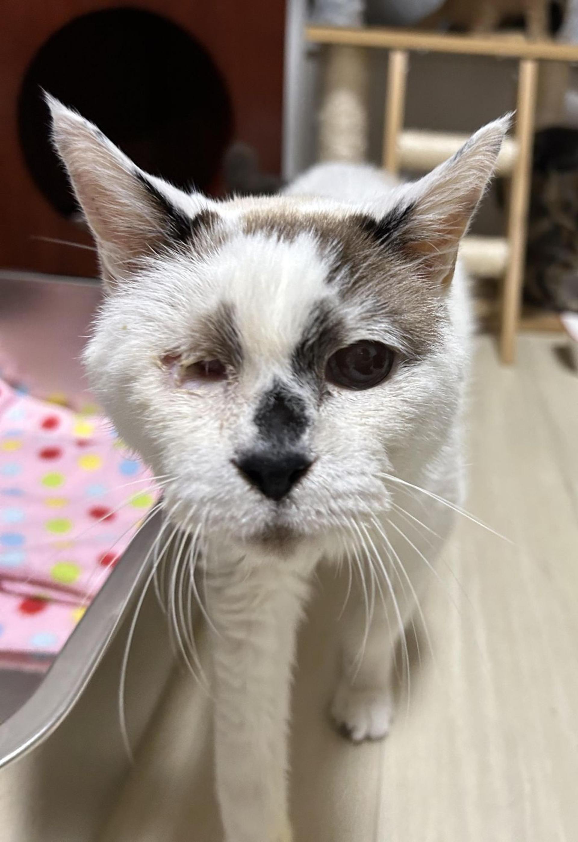 pet-image-5