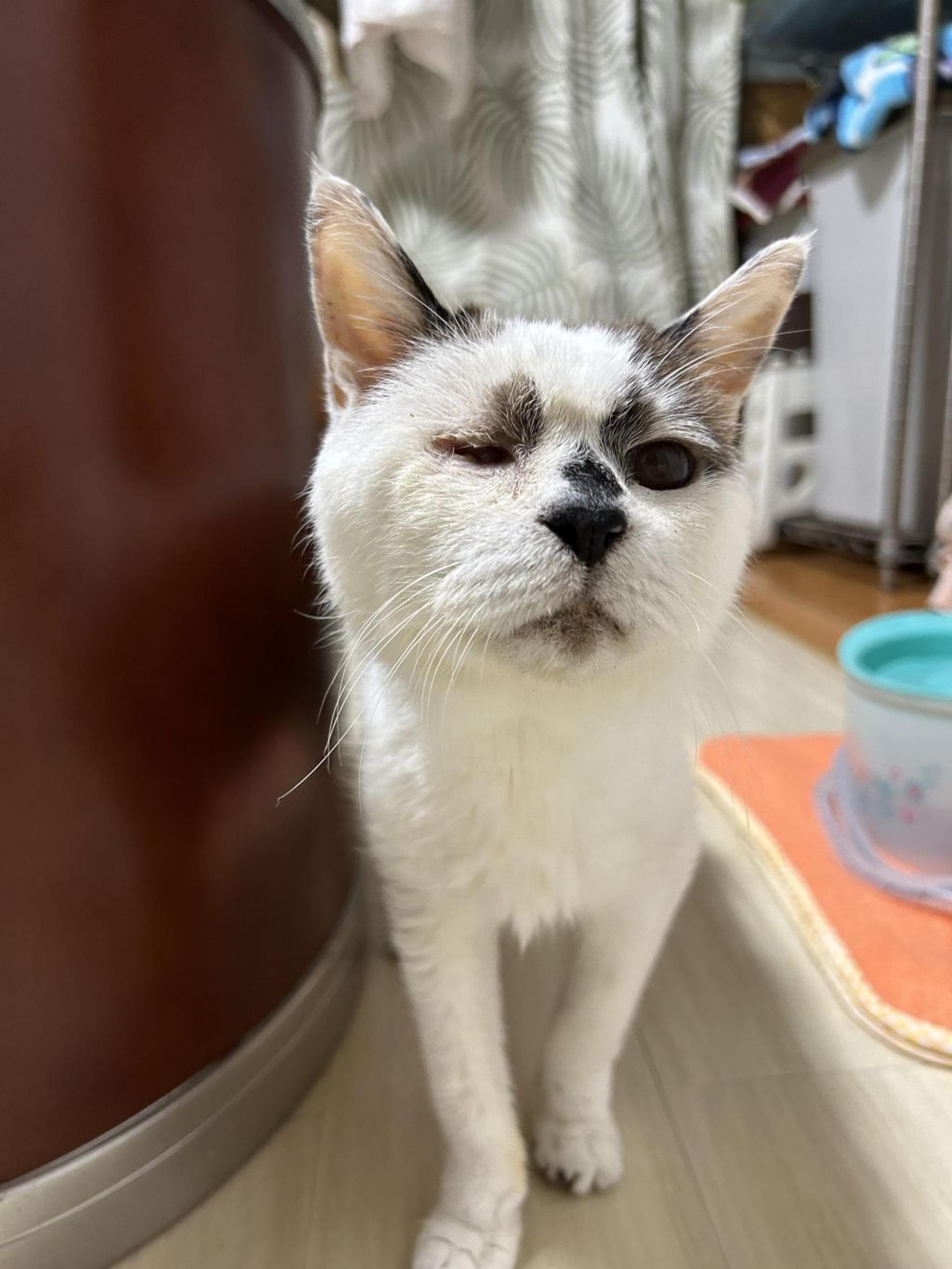 pet-image-8
