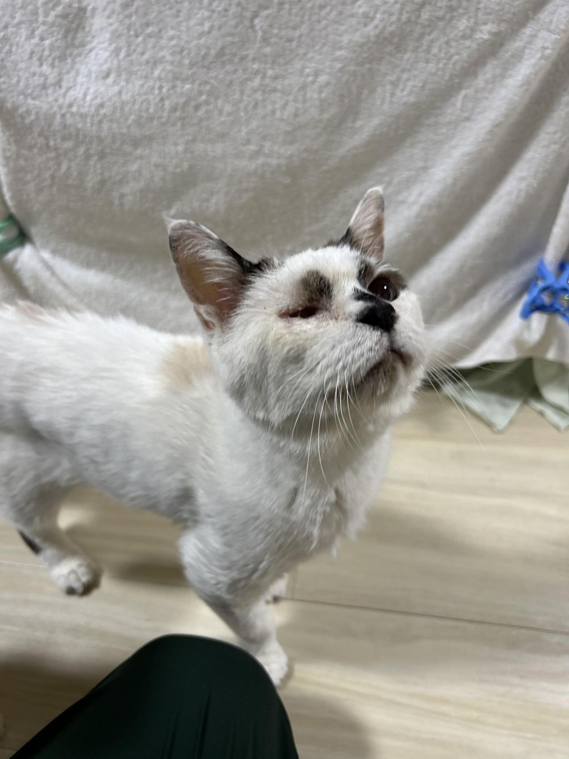 pet-image-9