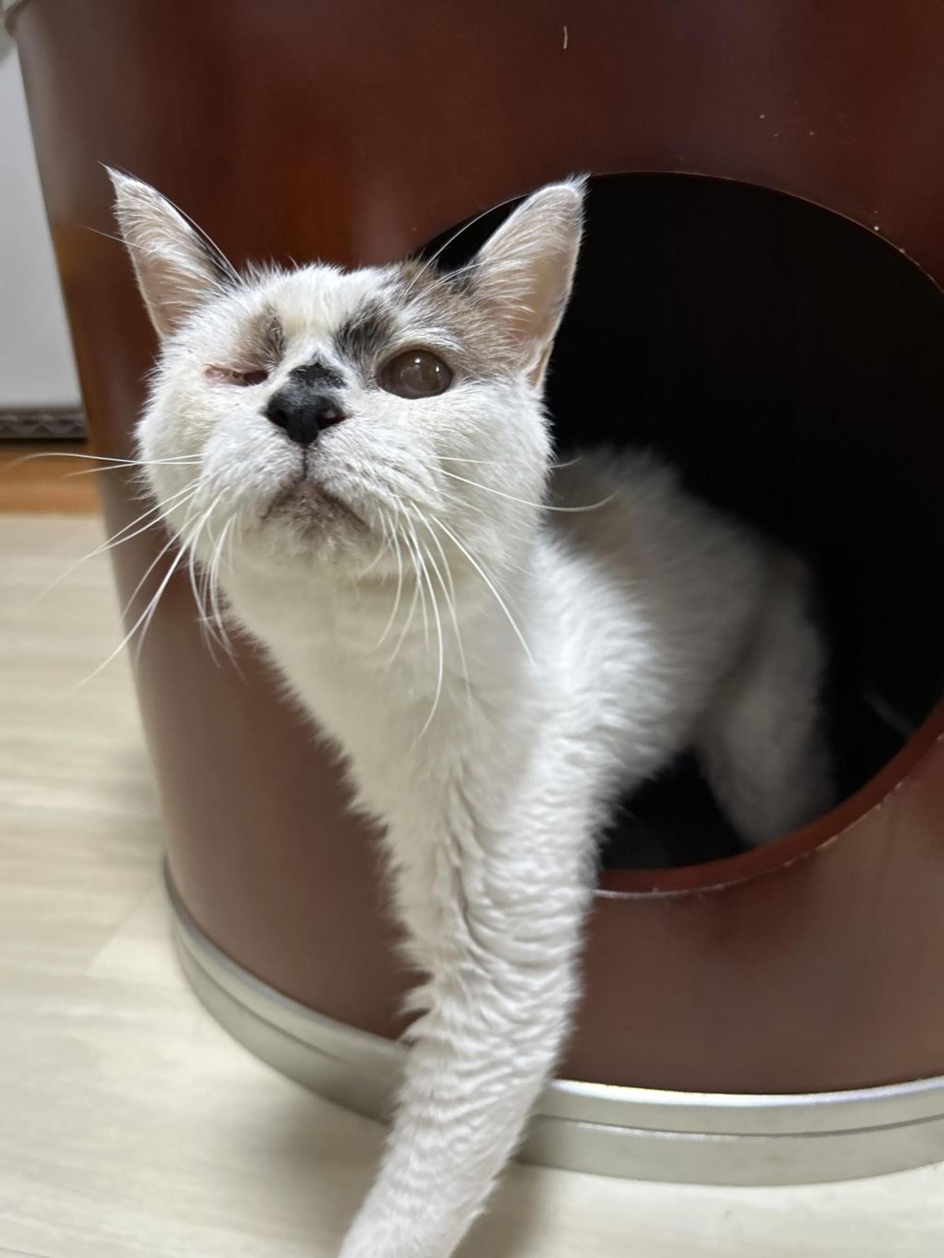 pet-image-6