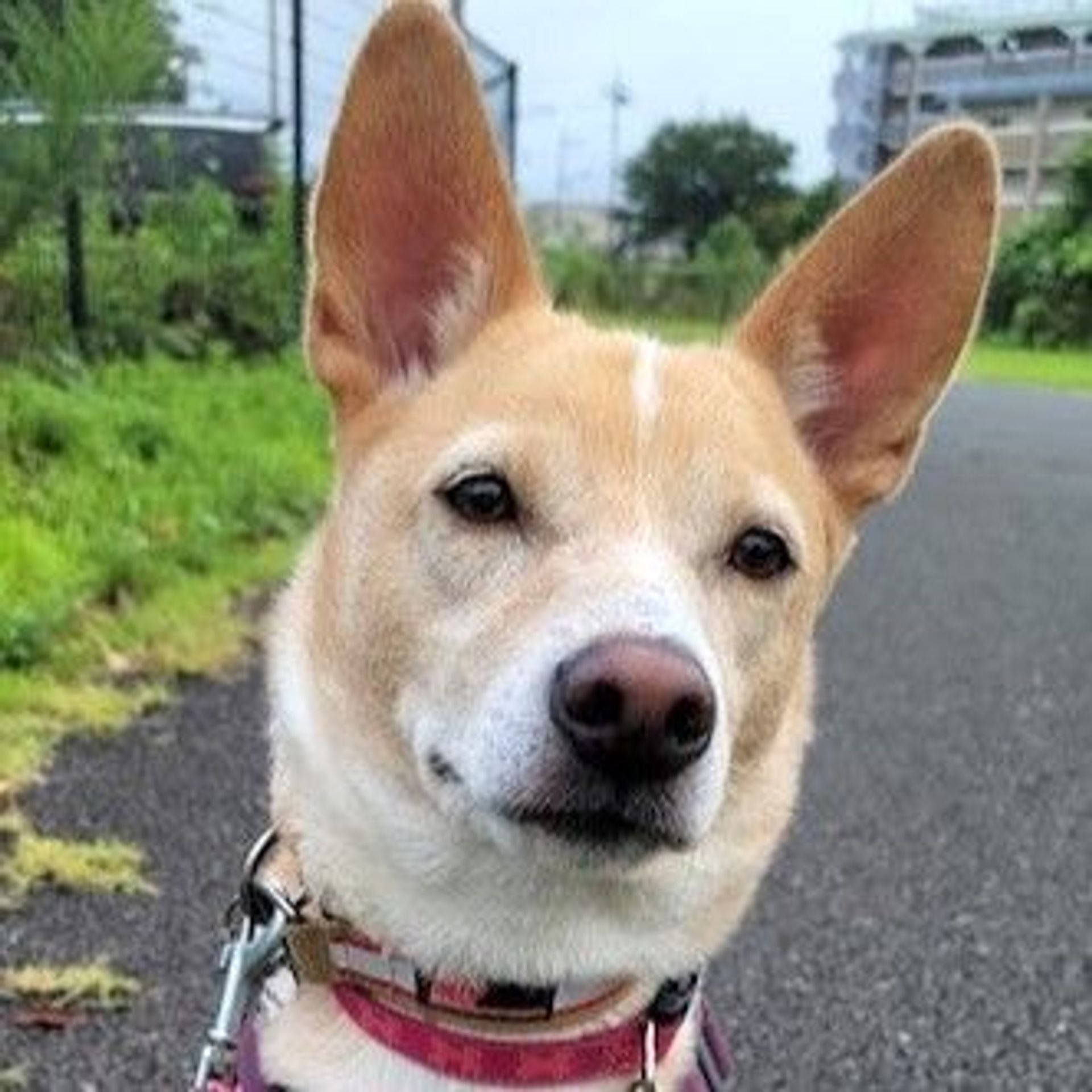 雑種（ミックス犬）・オスの里親募集の写真