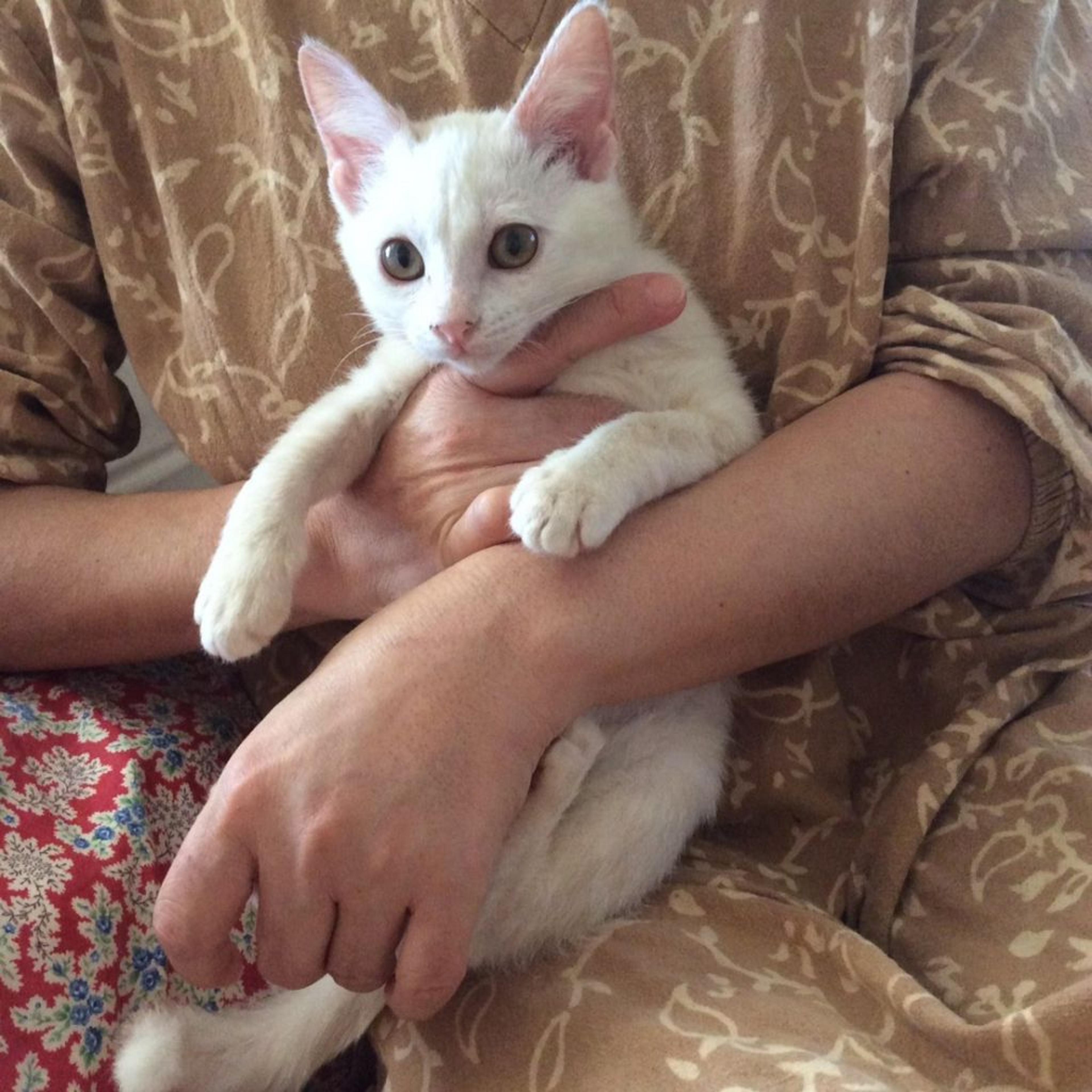pet-image-2