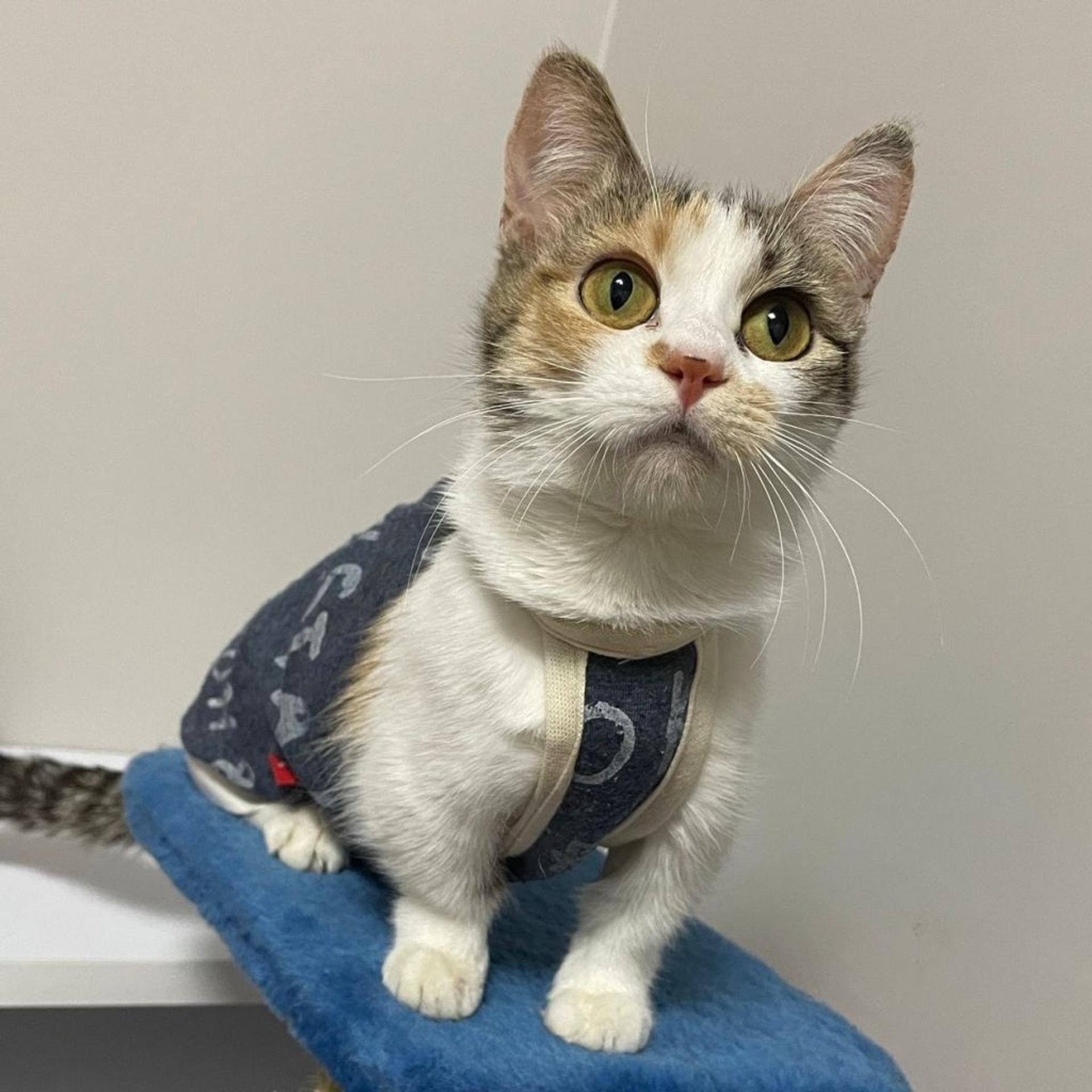 pet-image-4