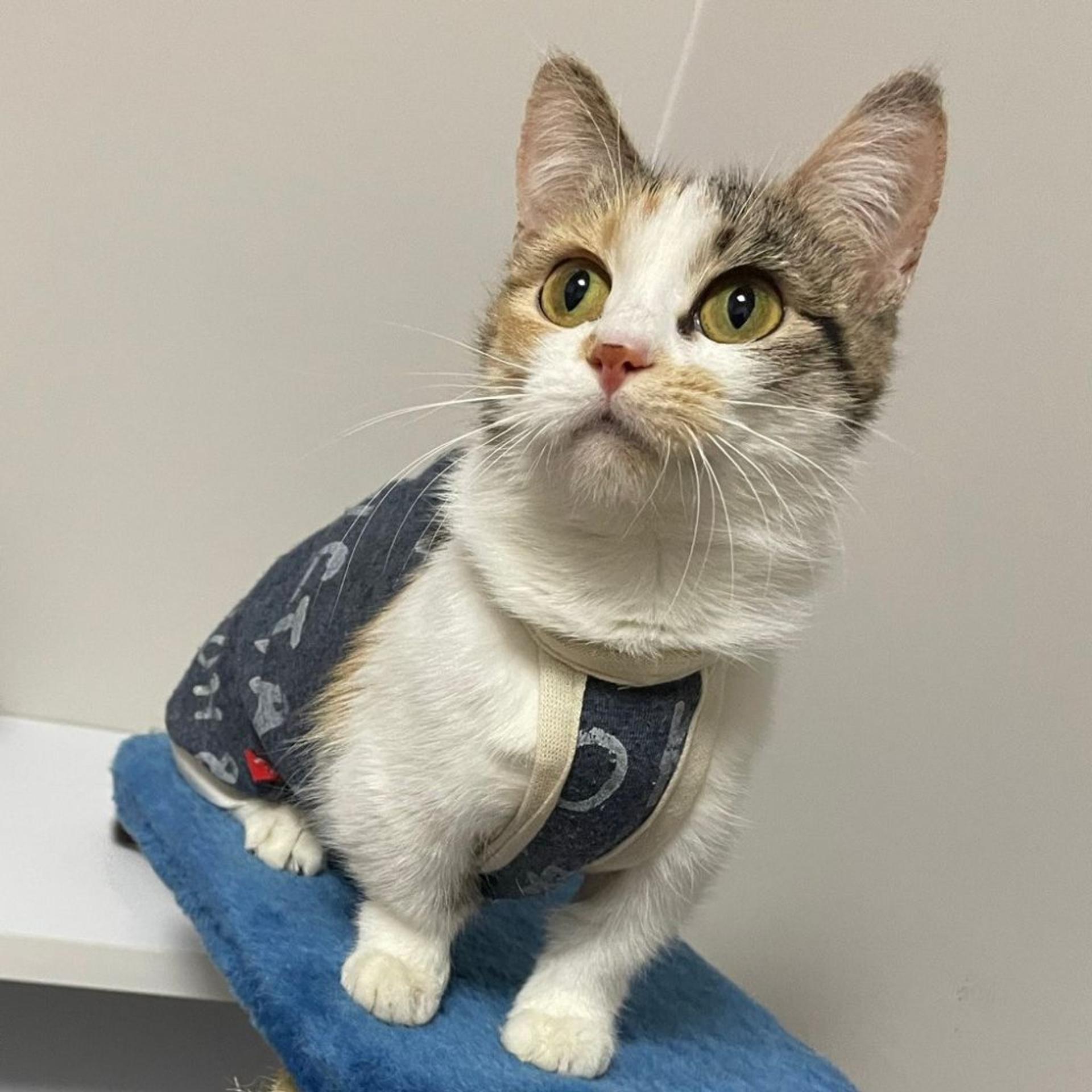 pet-image-5