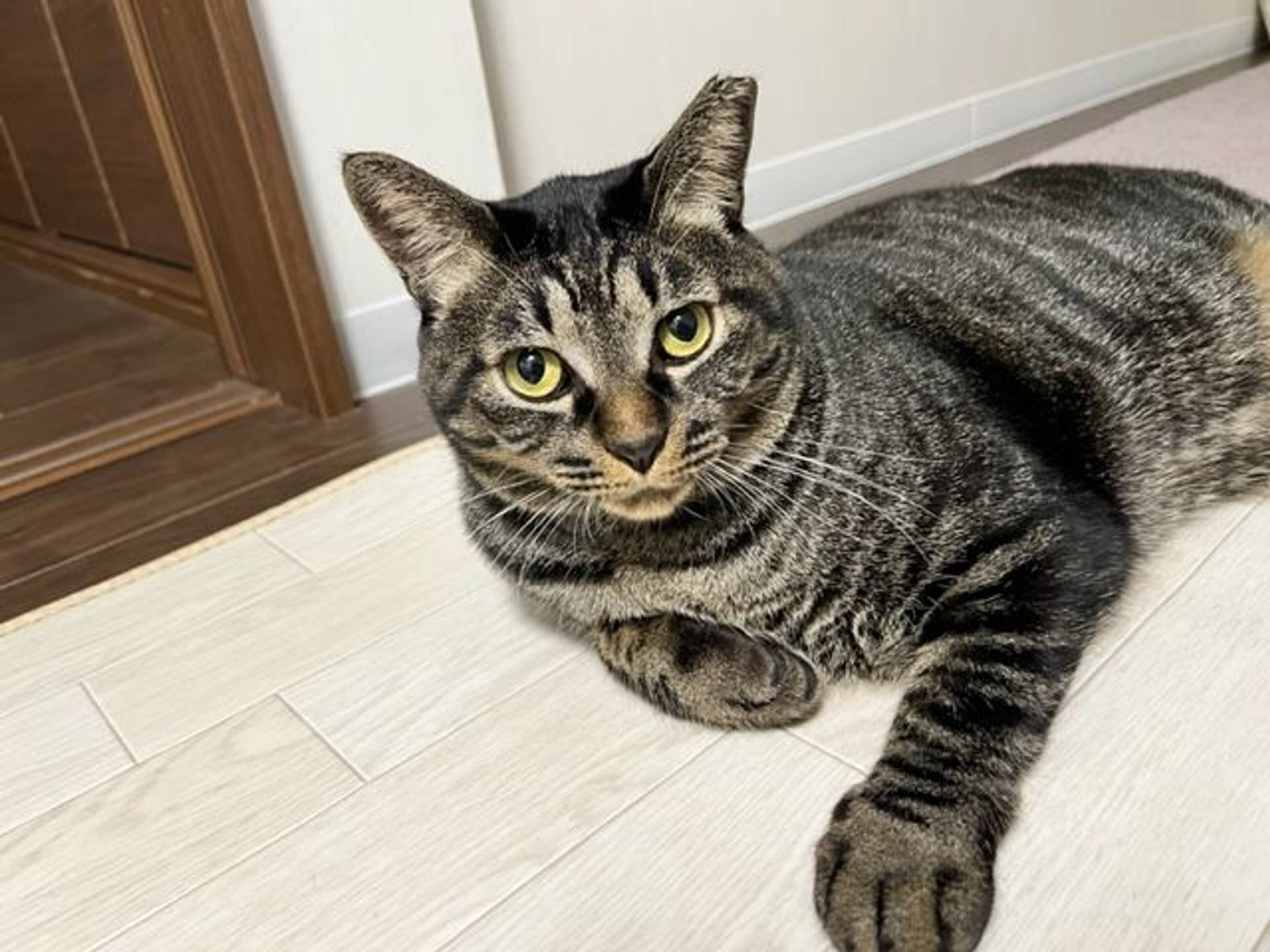 雑種（ミックス猫）・オスの里親募集の写真