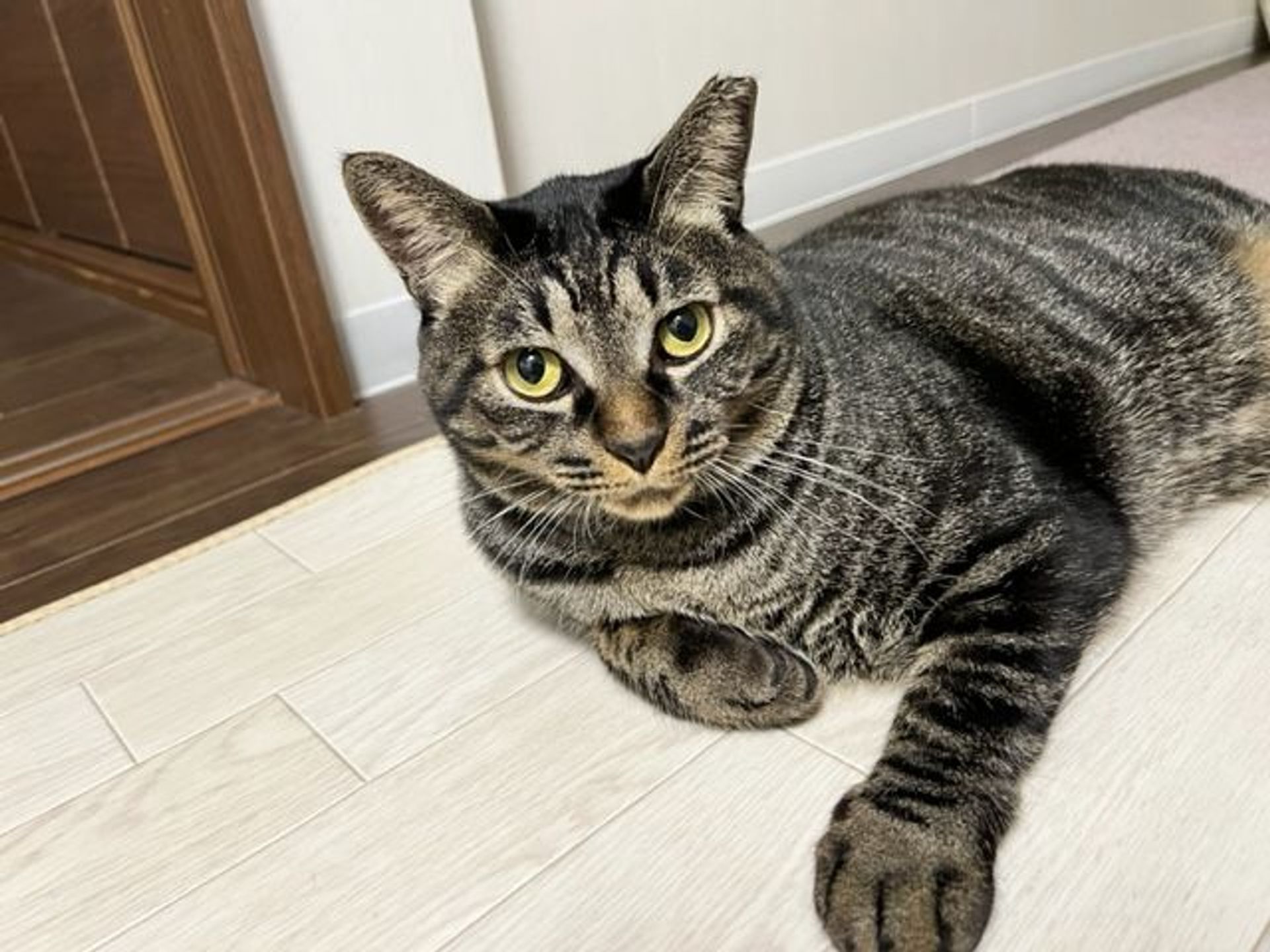 雑種（ミックス猫）・オスの里親募集の写真