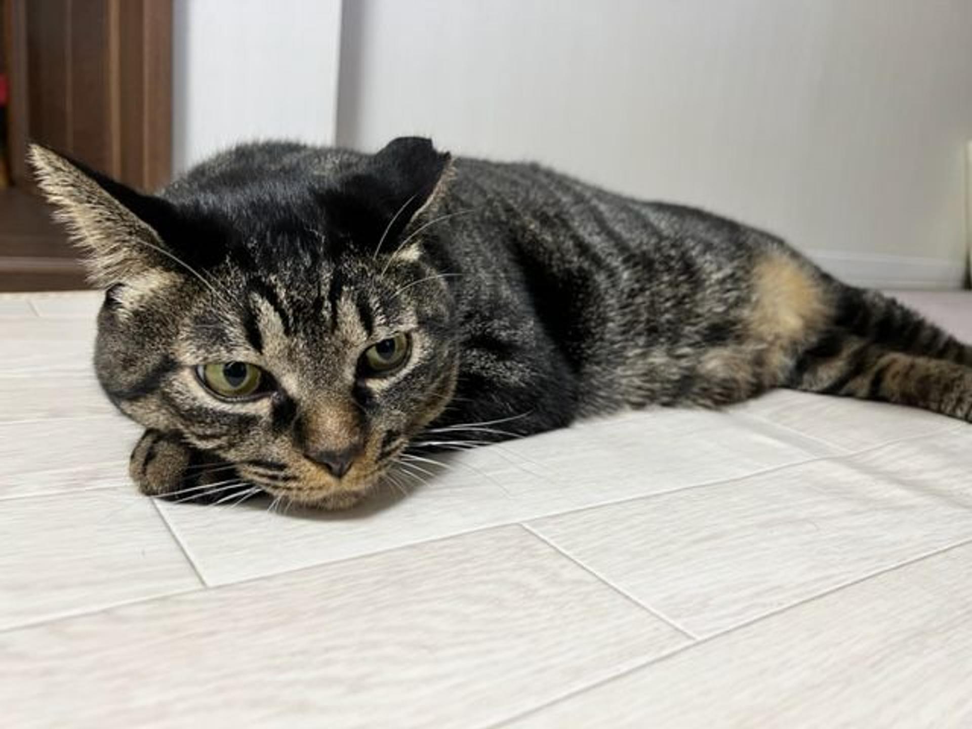 pet-image-2