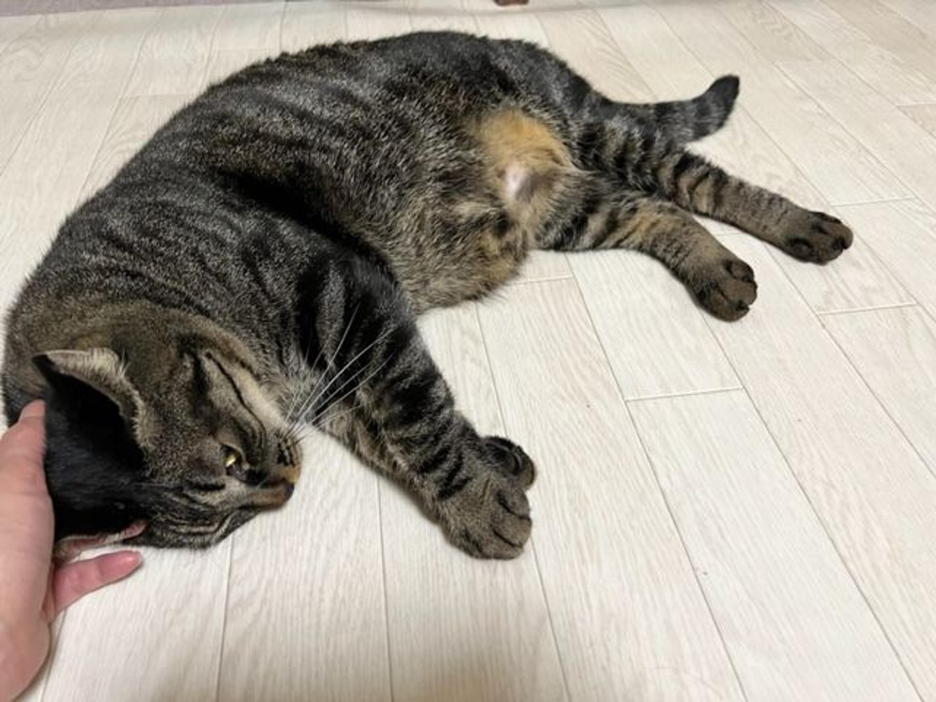 pet-image-6