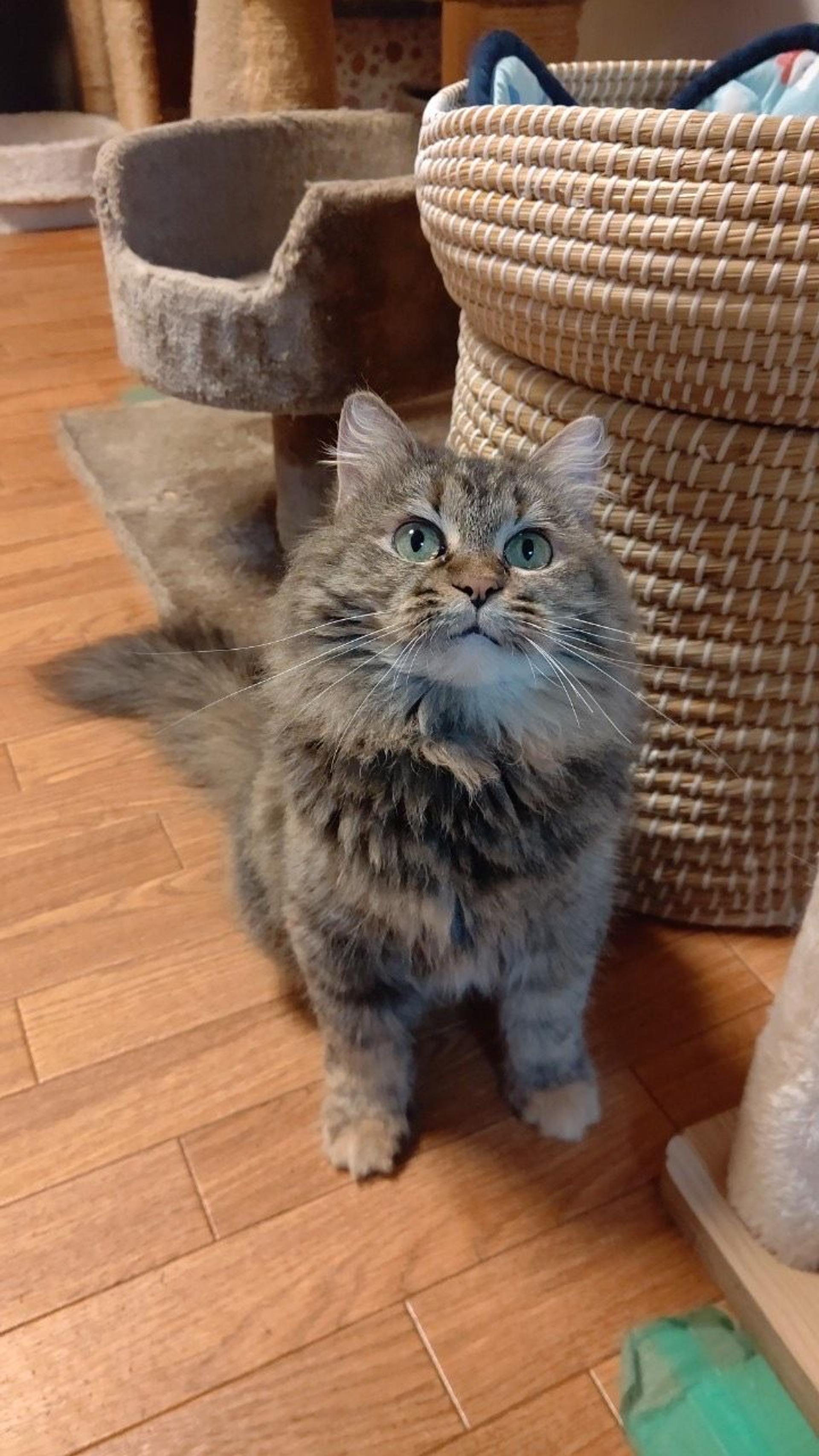 pet-image-2