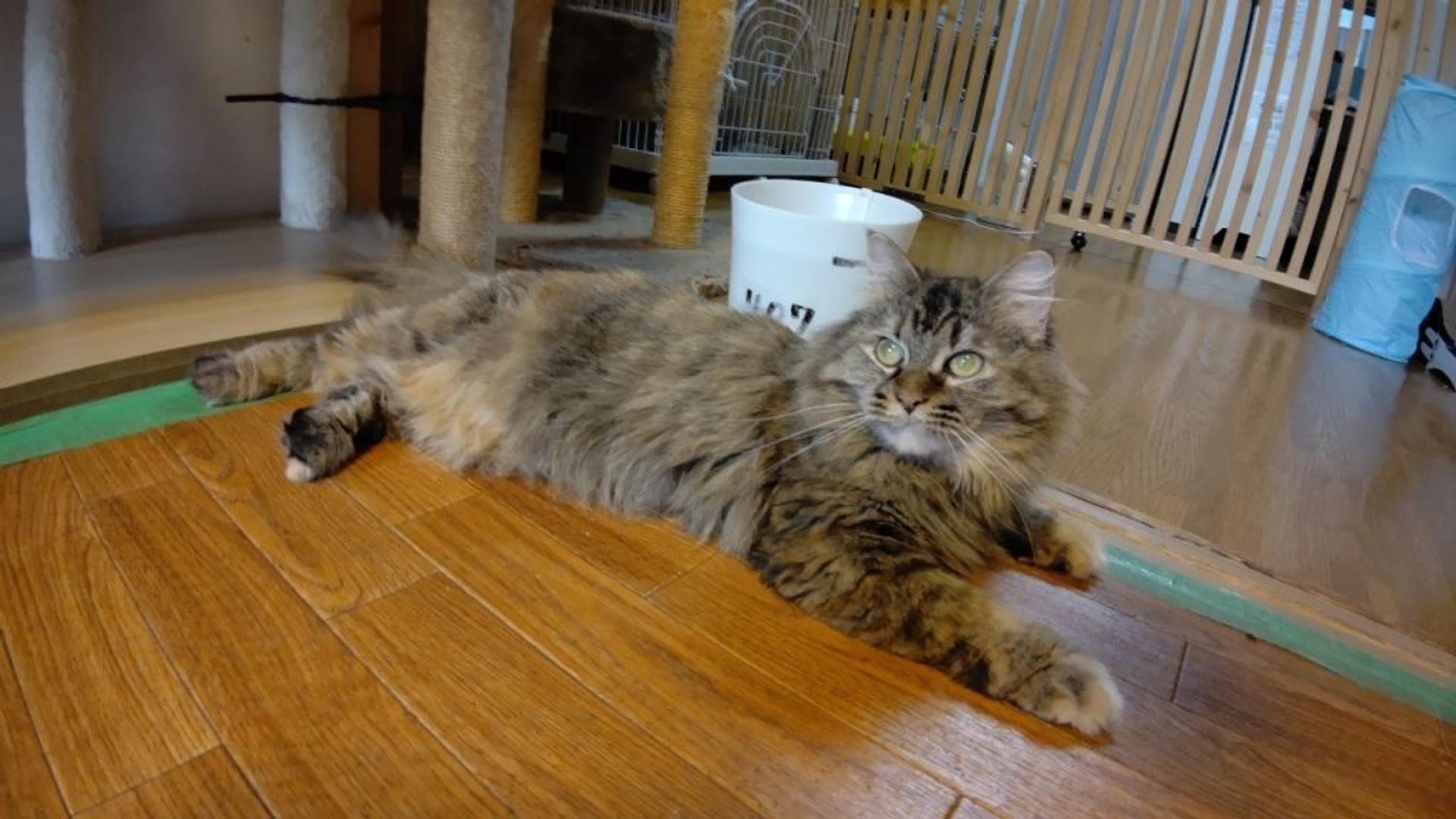 pet-image-4