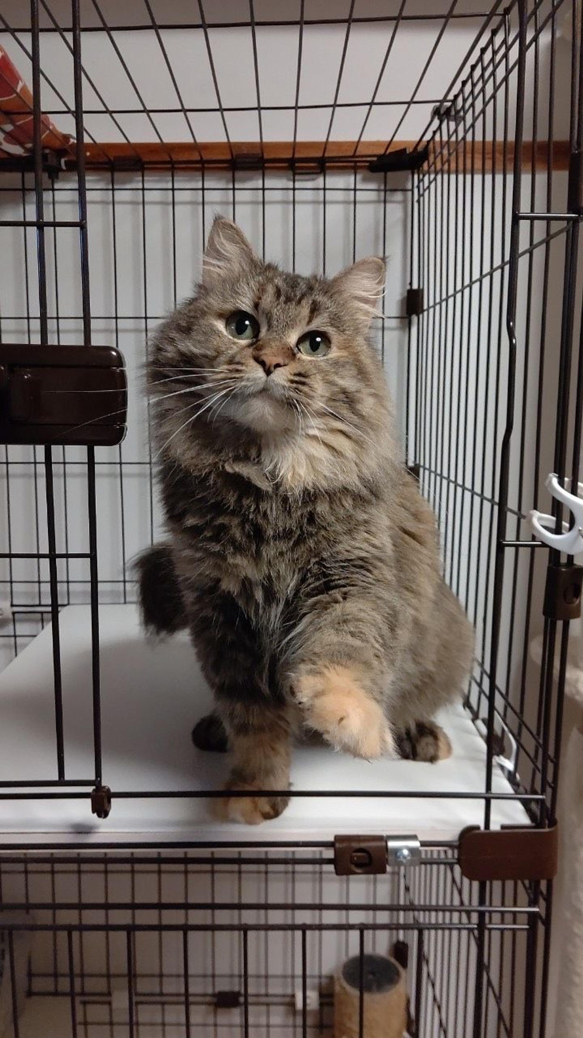 pet-image-5