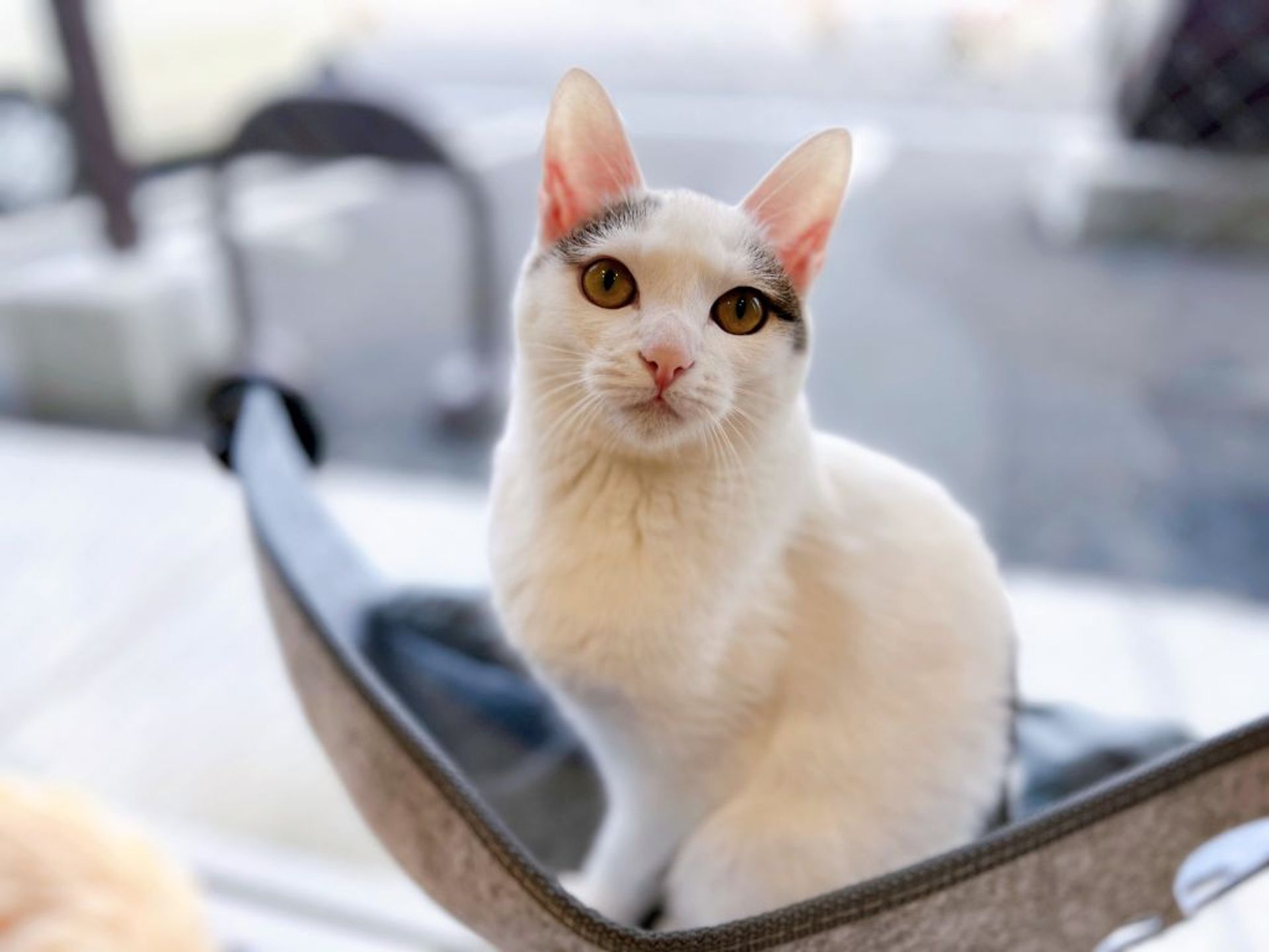 雑種（ミックス猫）・メスの里親募集の写真