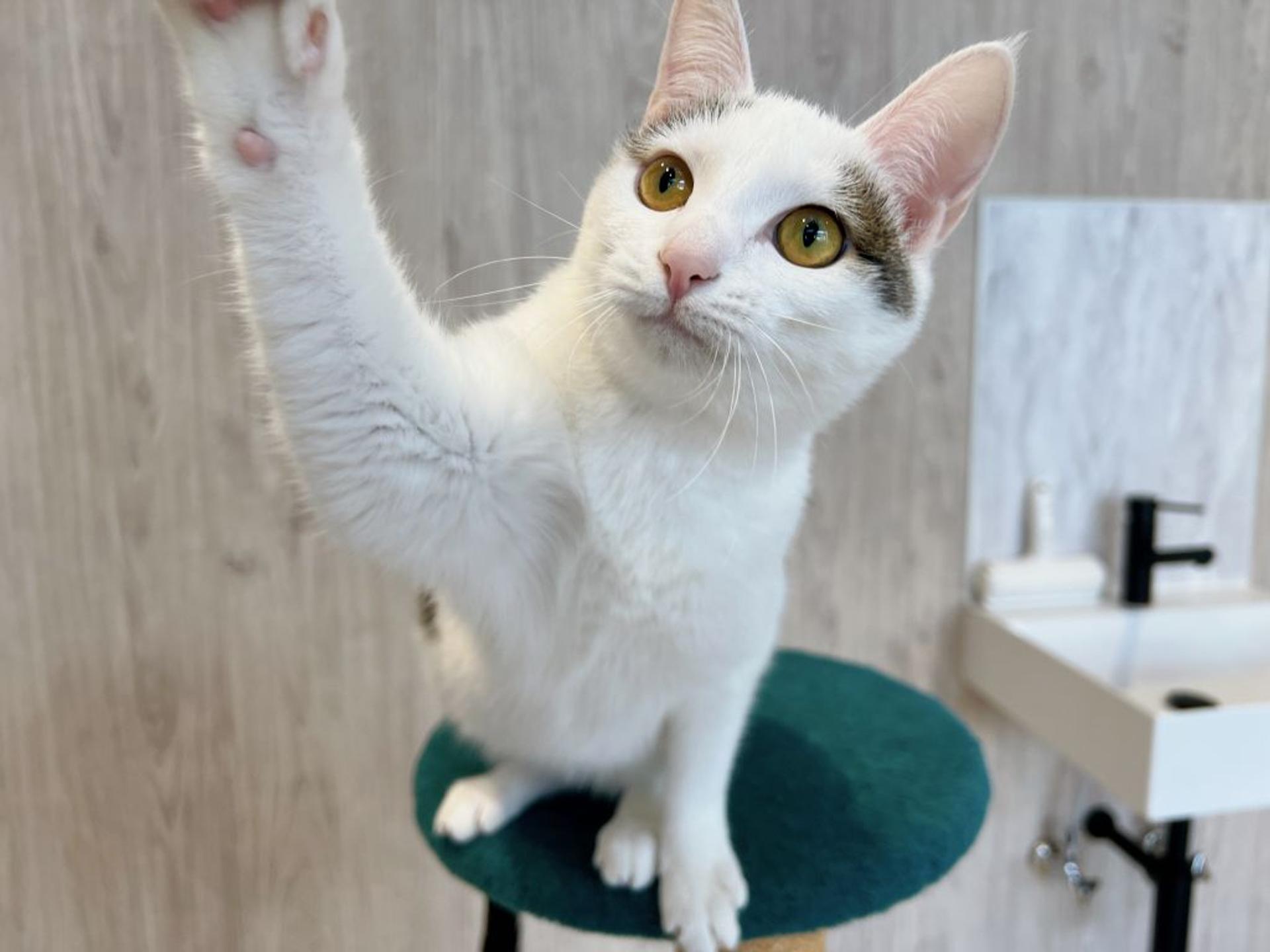 pet-image-6