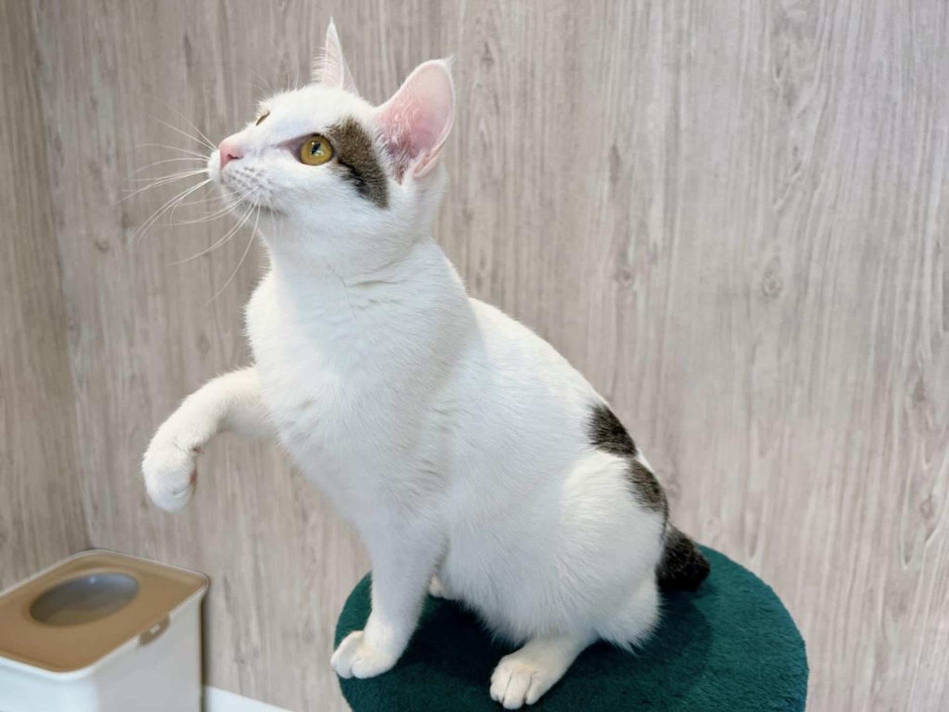 pet-image-7