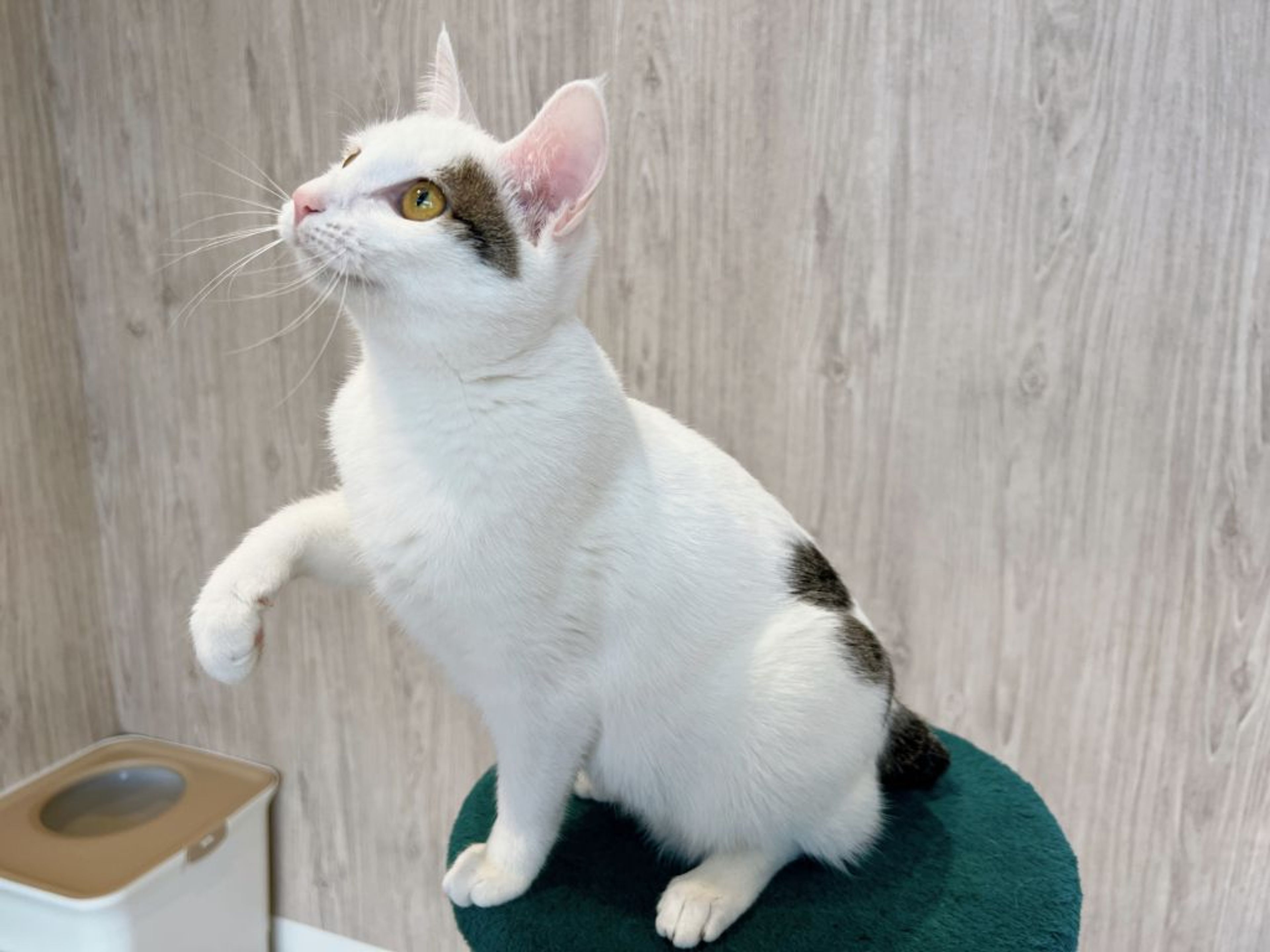 pet-image-7