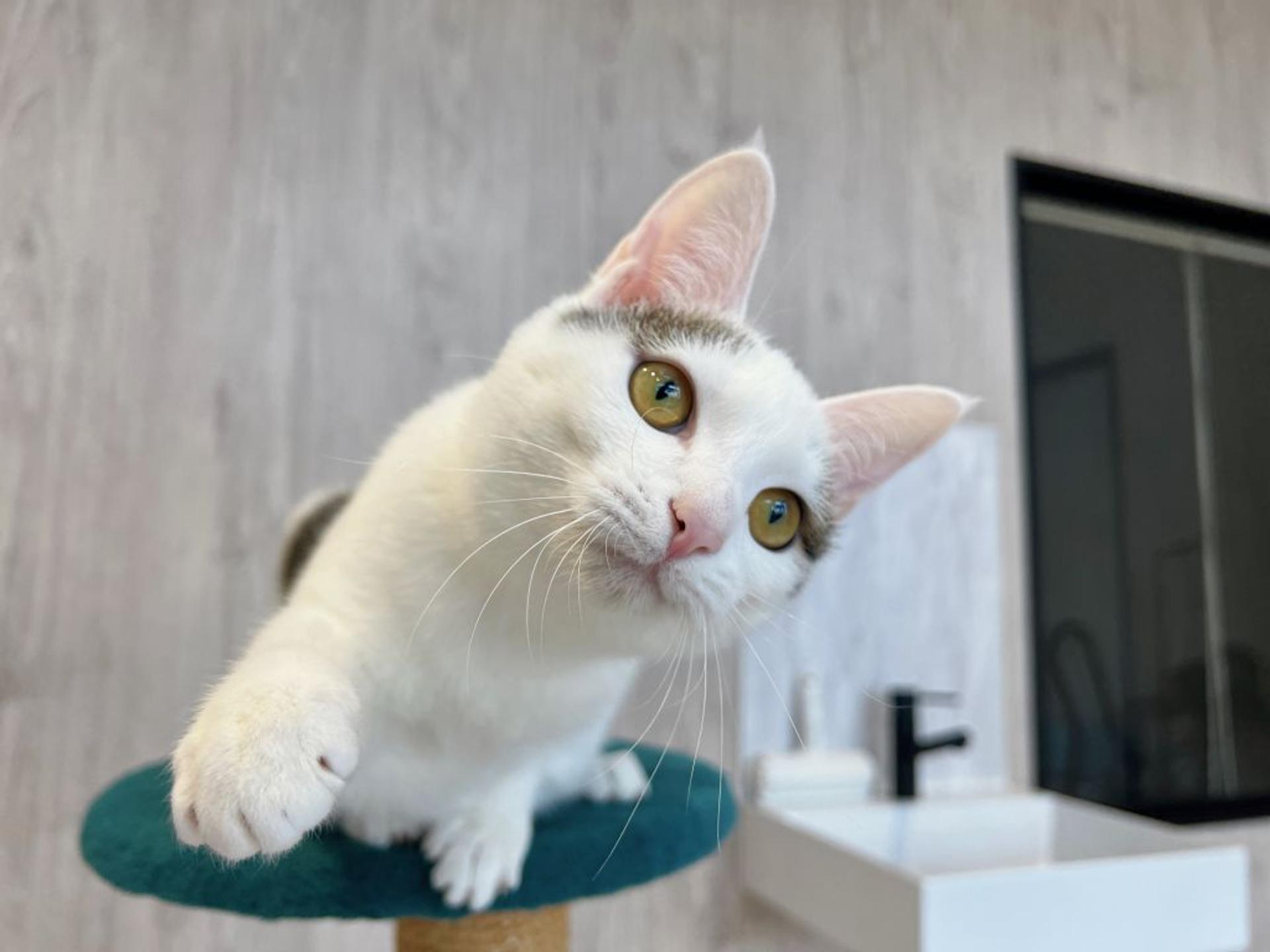 pet-image-8